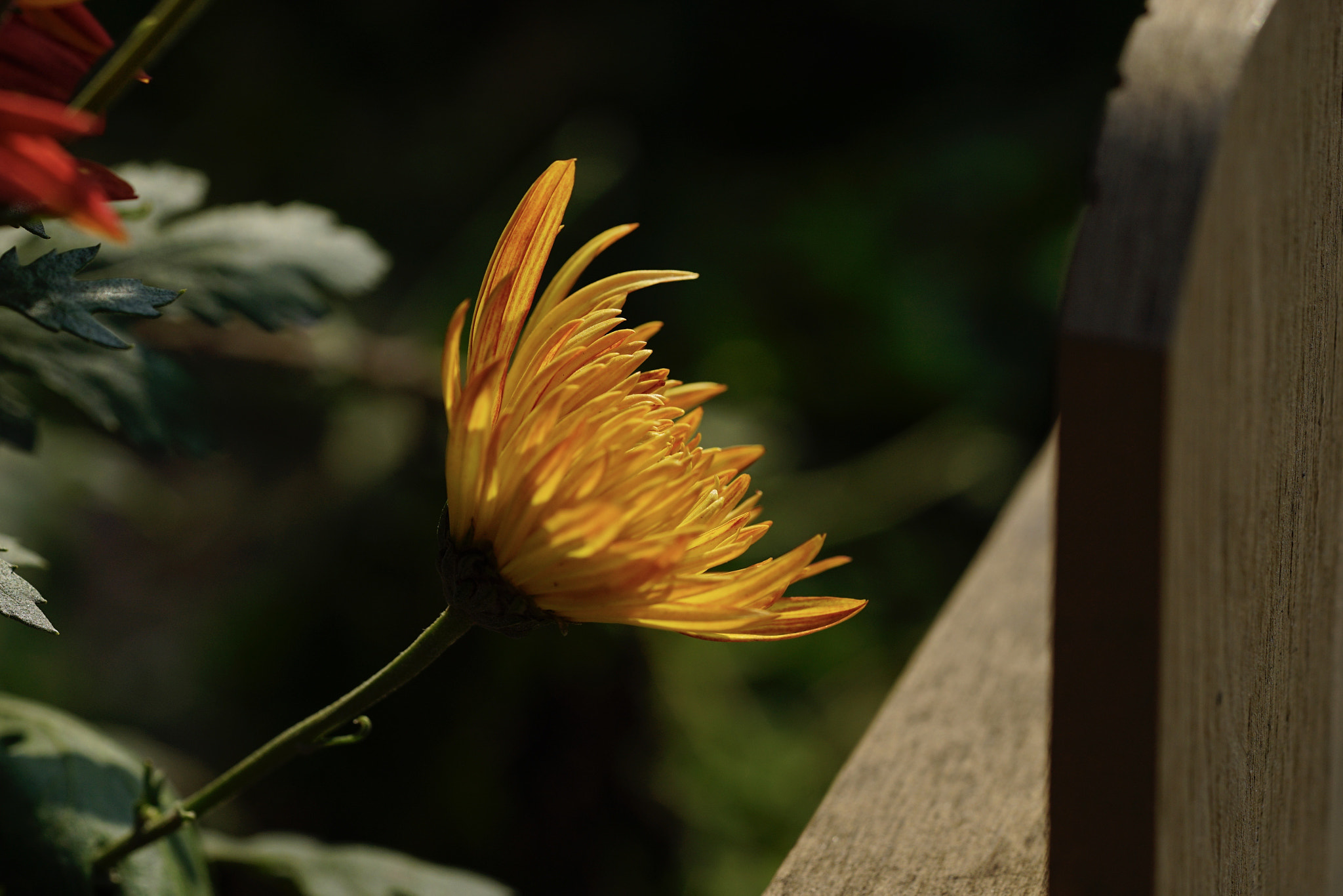 Sony a7 II + Sony FE 90mm F2.8 Macro G OSS sample photo. 谢幕演出 photography