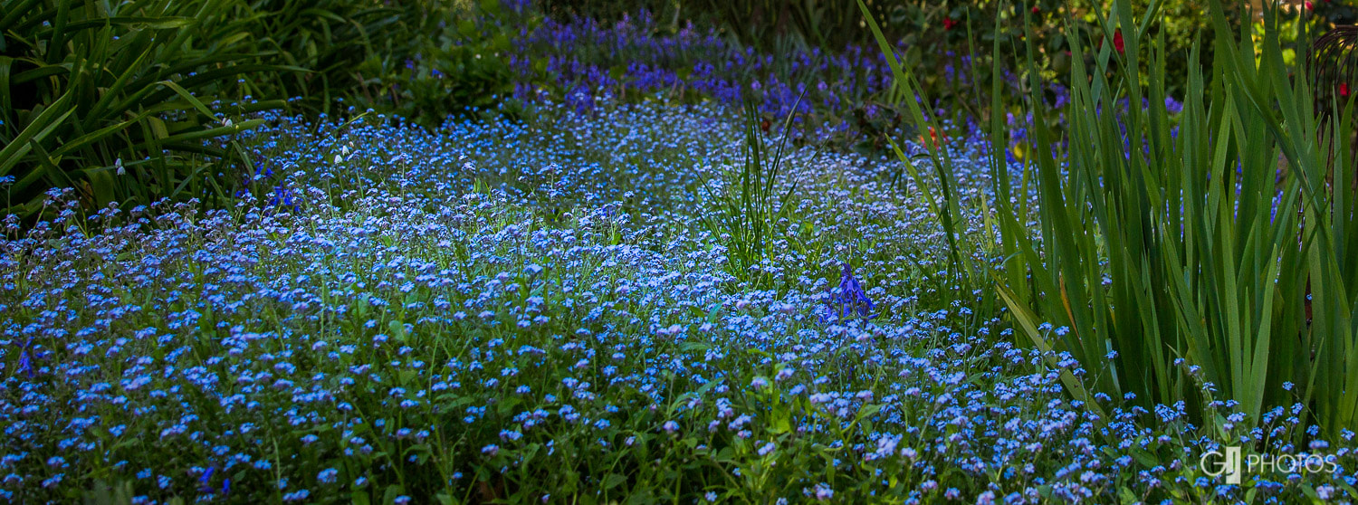 Canon EF 24-70mm F2.8L II USM sample photo. An afternoon in the garden 21 photography