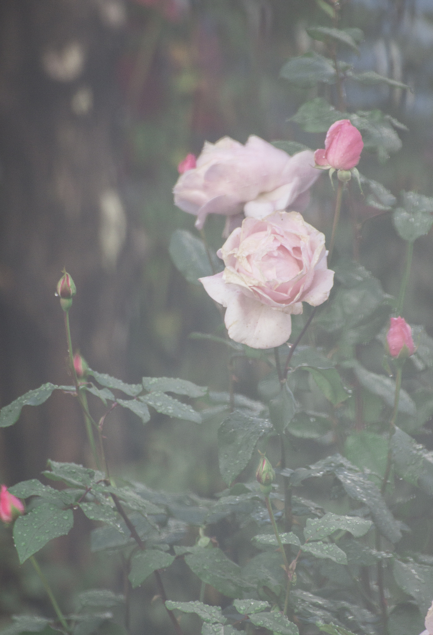 Canon EOS 700D (EOS Rebel T5i / EOS Kiss X7i) + Tamron SP 70-300mm F4-5.6 Di VC USD sample photo. Pink rose photography