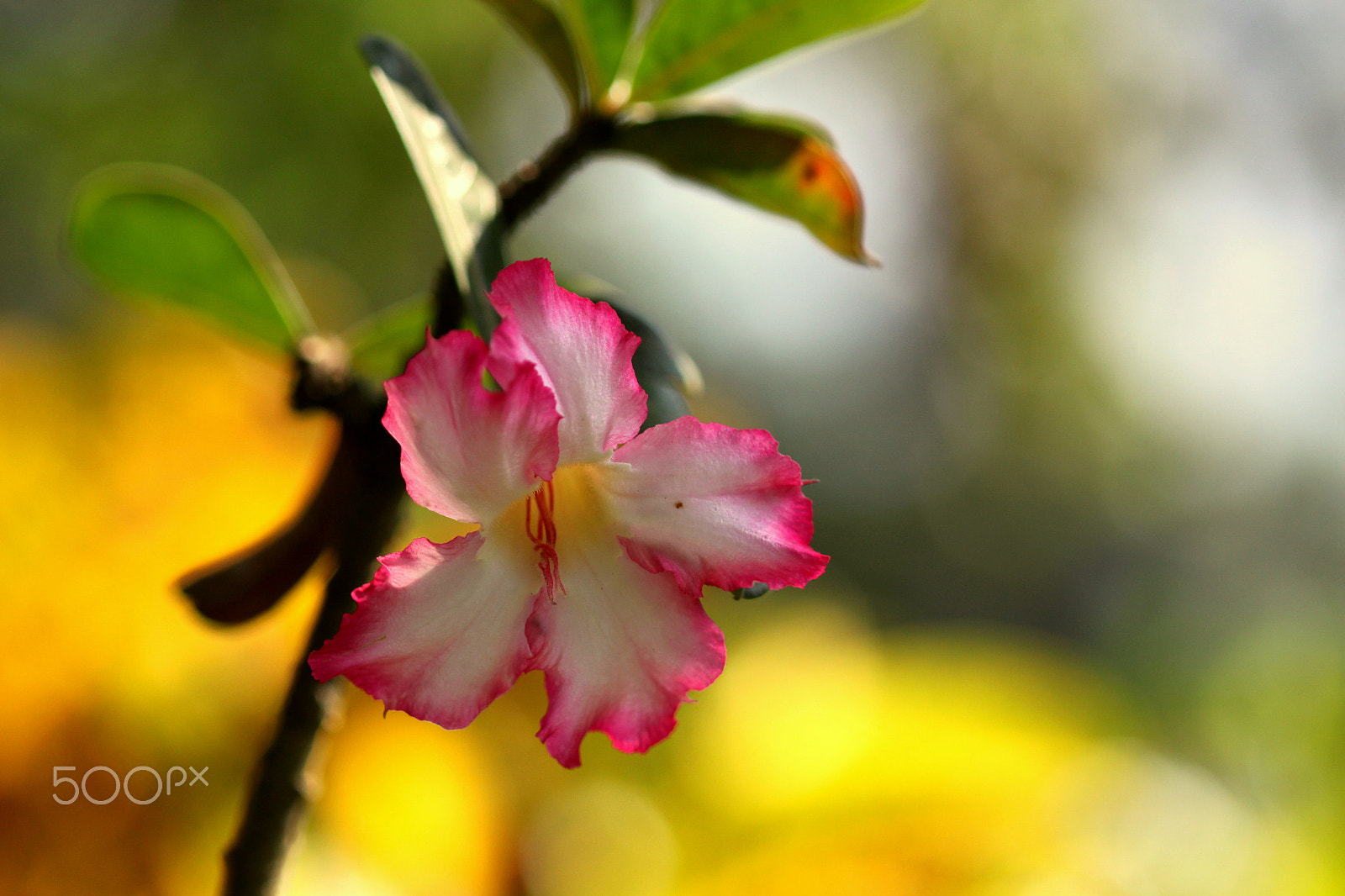 Canon EF 100mm F2.8 Macro USM sample photo. Flora c10 photography