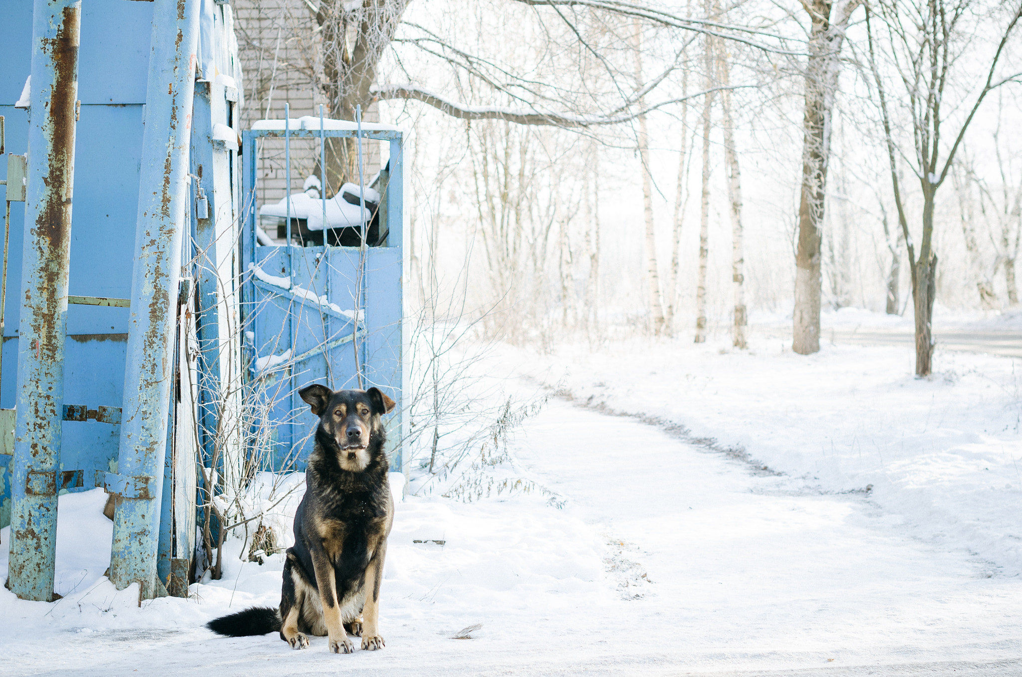 Nikon D7000 sample photo. Барбос photography