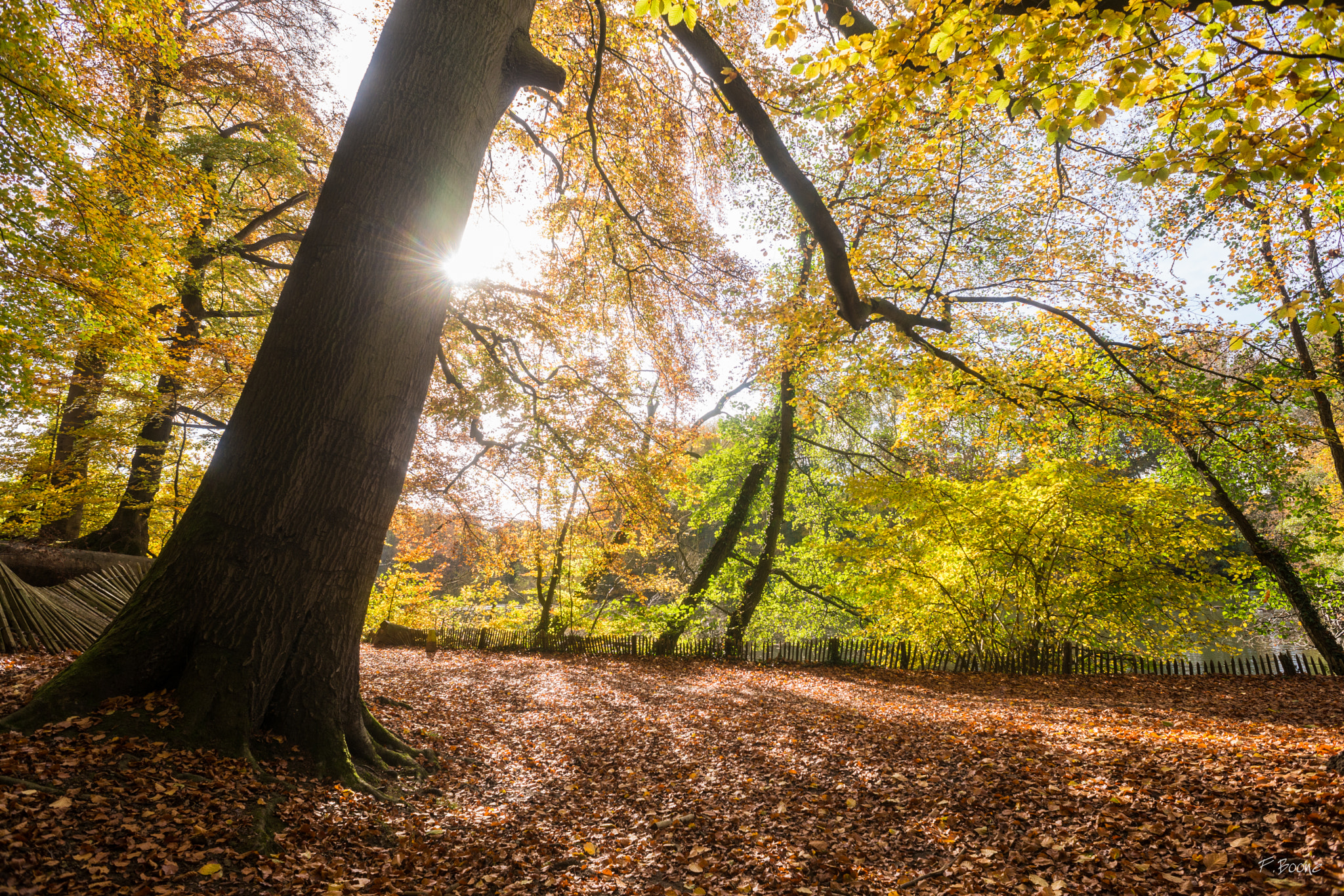 Nikon D610 + AF Nikkor 20mm f/2.8 sample photo. Fall photography