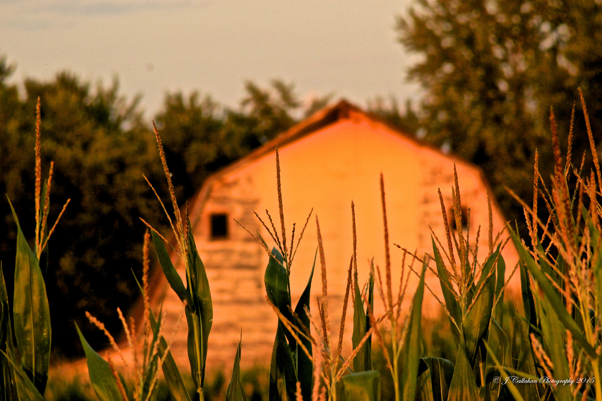 Canon EF 80-200mm F4.5-5.6 II sample photo. A barn among corn photography