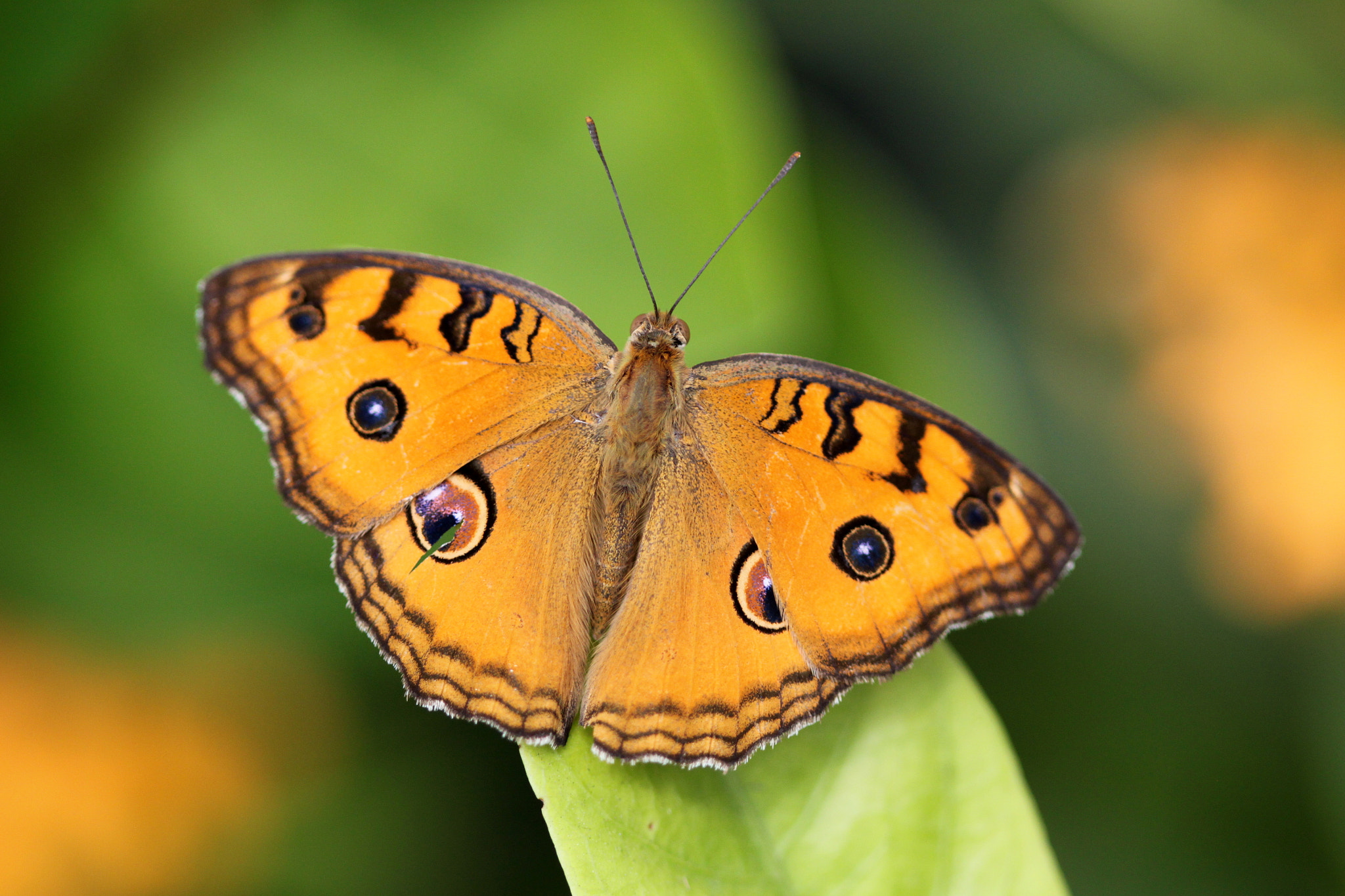 Canon EF 100mm F2.8 Macro USM sample photo. Butterfly c02 photography