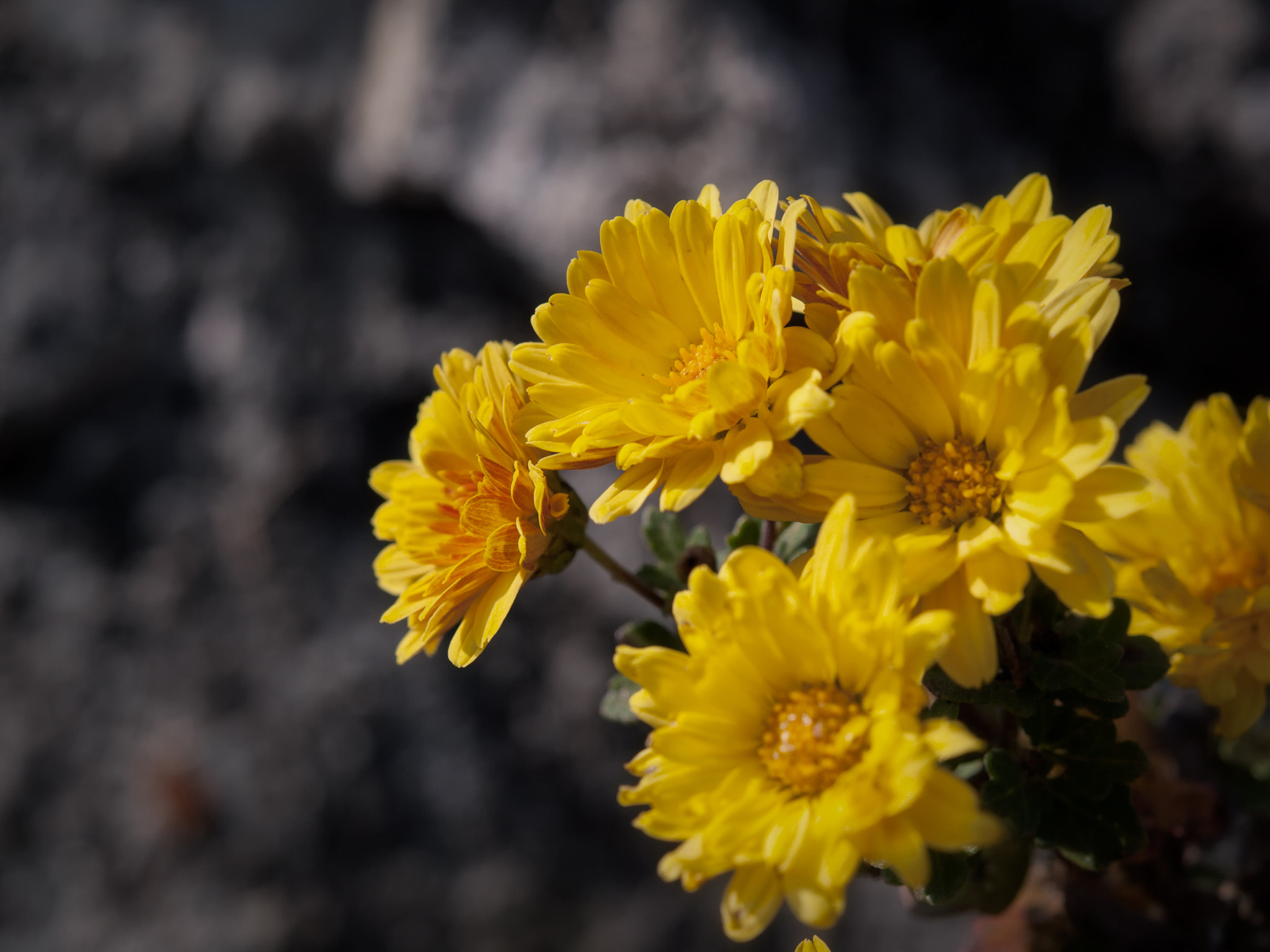 OLYMPUS 14-54mm Lens sample photo. Flowers photography