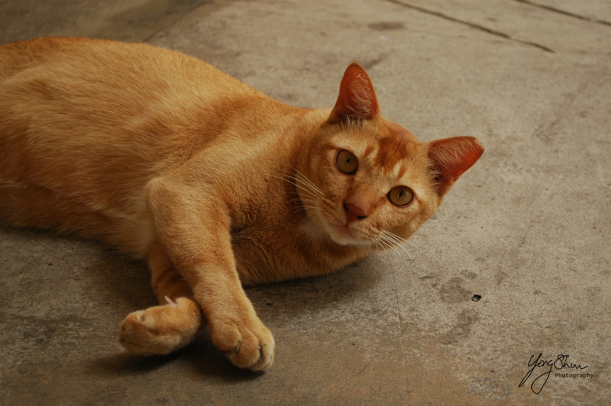 Nikon D70 sample photo. Felyne photography