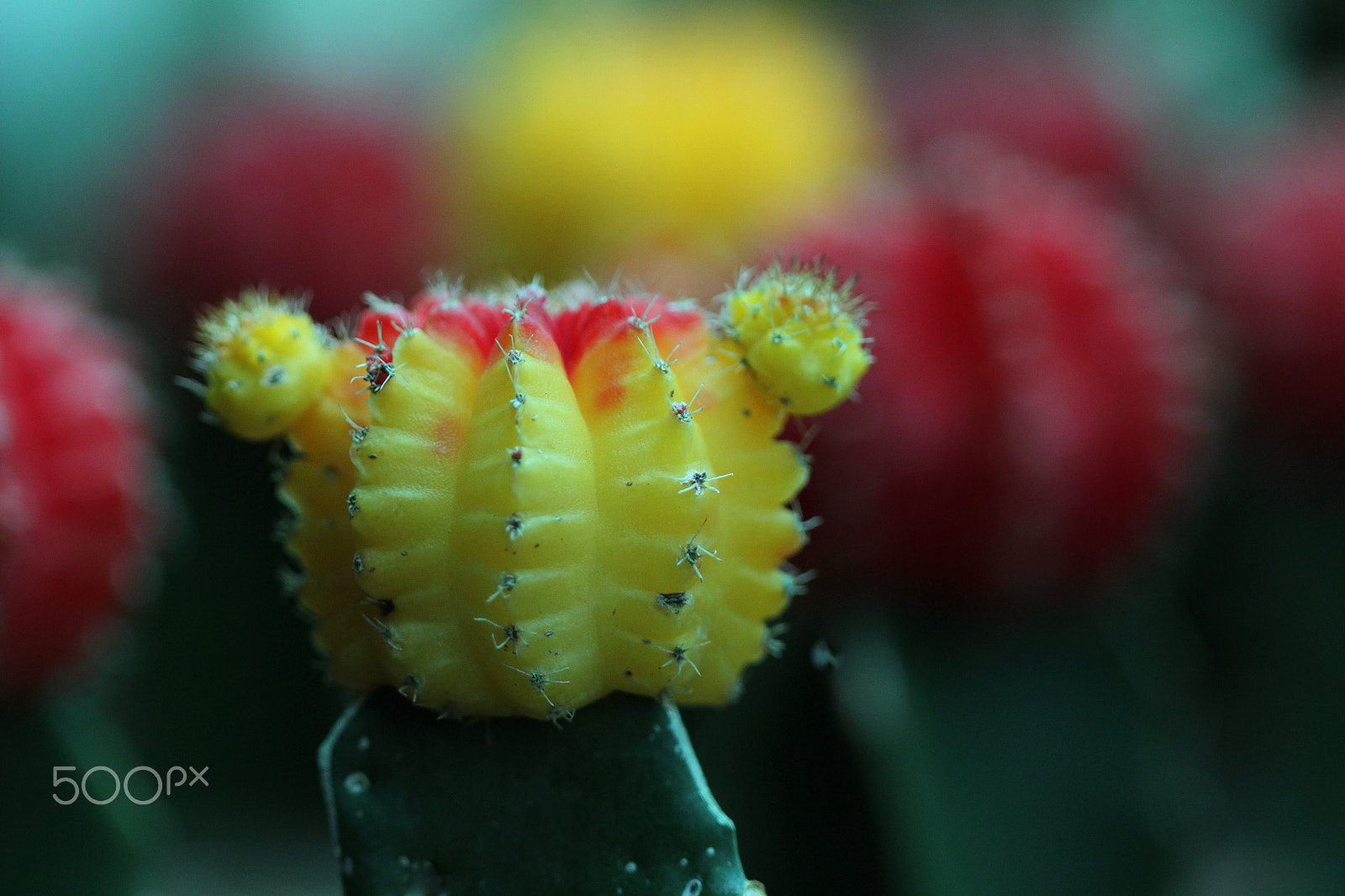 Canon EF 100mm F2.8 Macro USM sample photo. Flora b002 photography