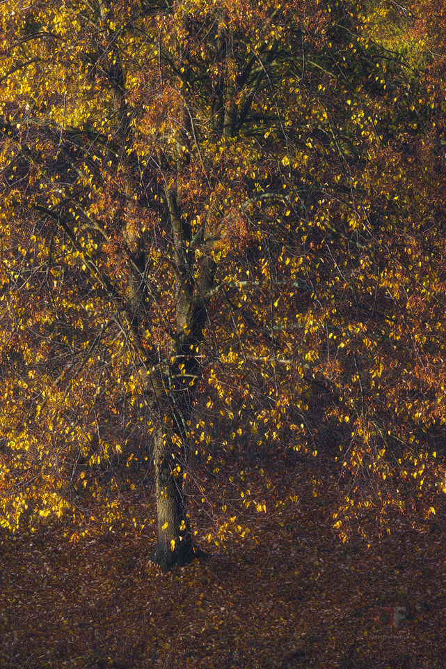 Nikon AF-S Nikkor 400mm F2.8G ED VR II sample photo. Morning sun photography