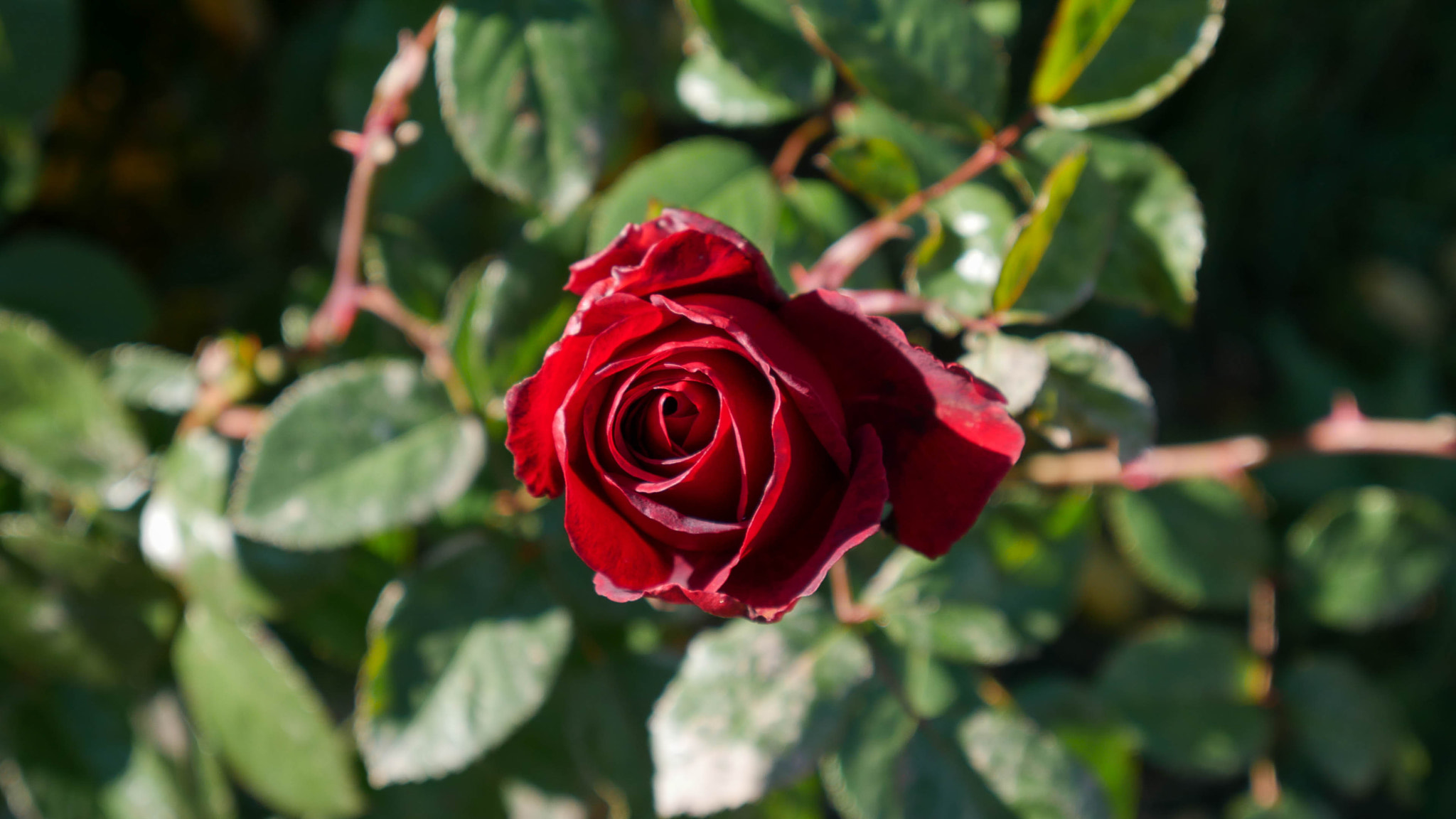 Panasonic DMC-G70 sample photo. Rose photography