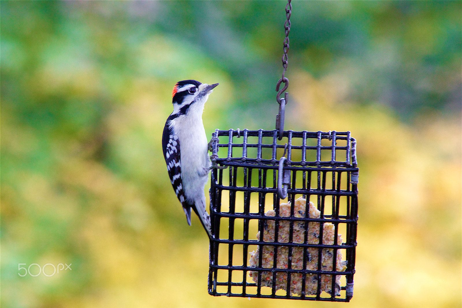 Canon EF 70-300mm F4-5.6 IS USM sample photo. Downy woodpecker photography