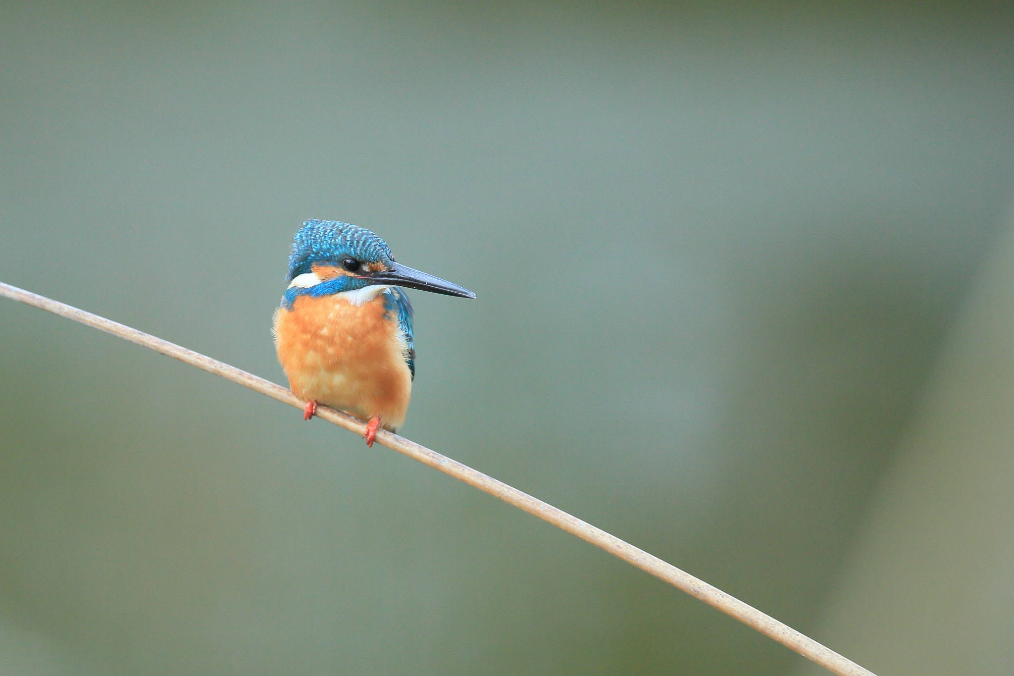 Canon EOS-1D X + Canon EF 400mm F2.8L IS II USM sample photo. カワセミ 見て− photography