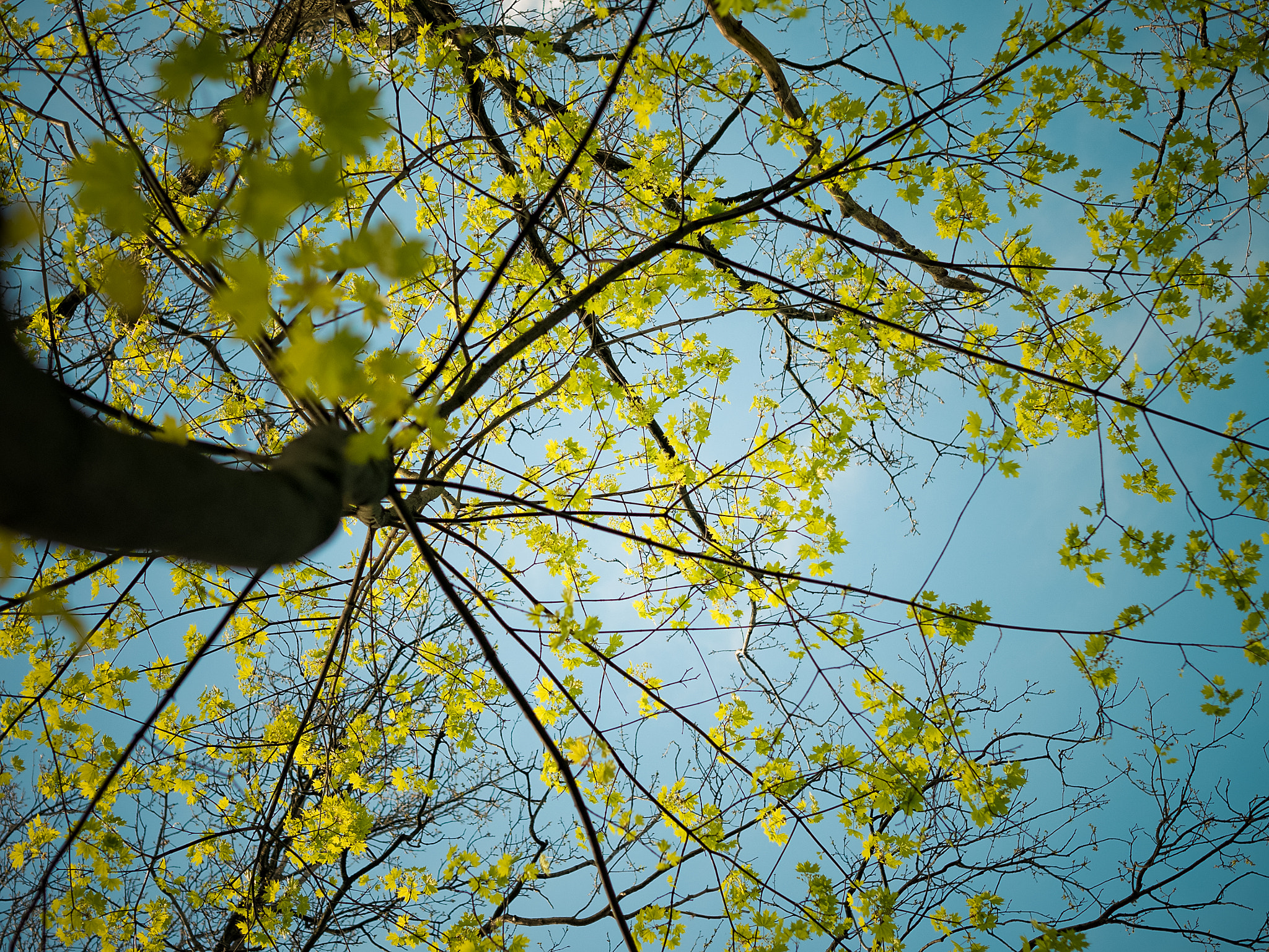 Panasonic Lumix DMC-GX7 + Olympus M.Zuiko Digital 45mm F1.8 sample photo. Looking at the sky photography