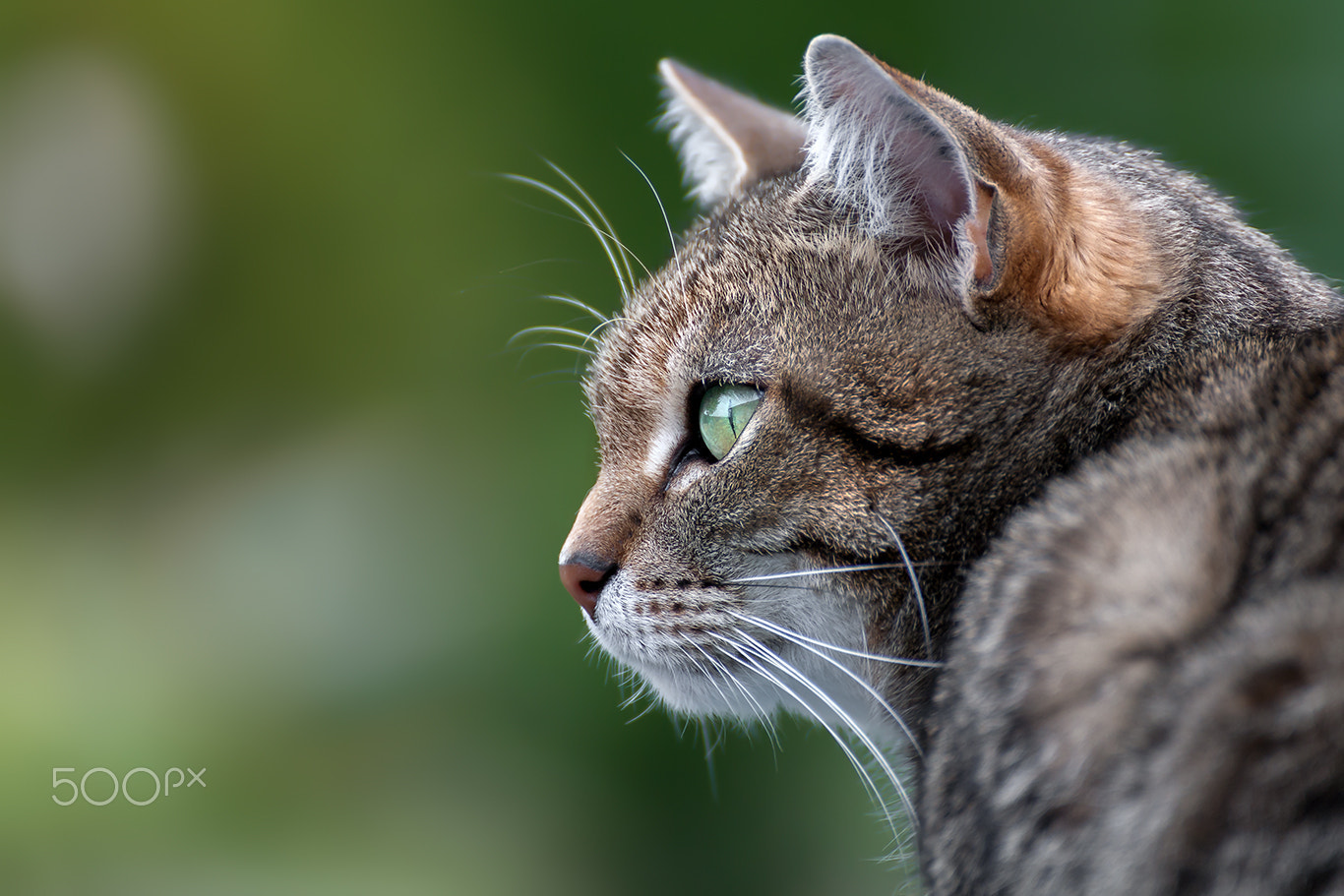 Tamron SP 35mm F1.8 Di VC USD sample photo. Cat portrait miko photography