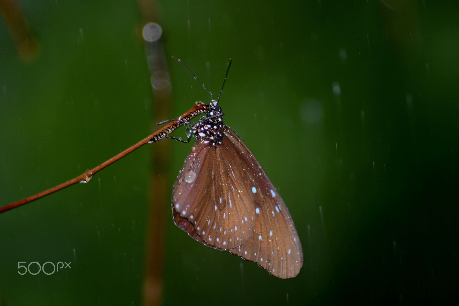 Nikon D5200 + AF Nikkor 50mm f/1.8D + 1.4x sample photo. Butterfly in rain photography