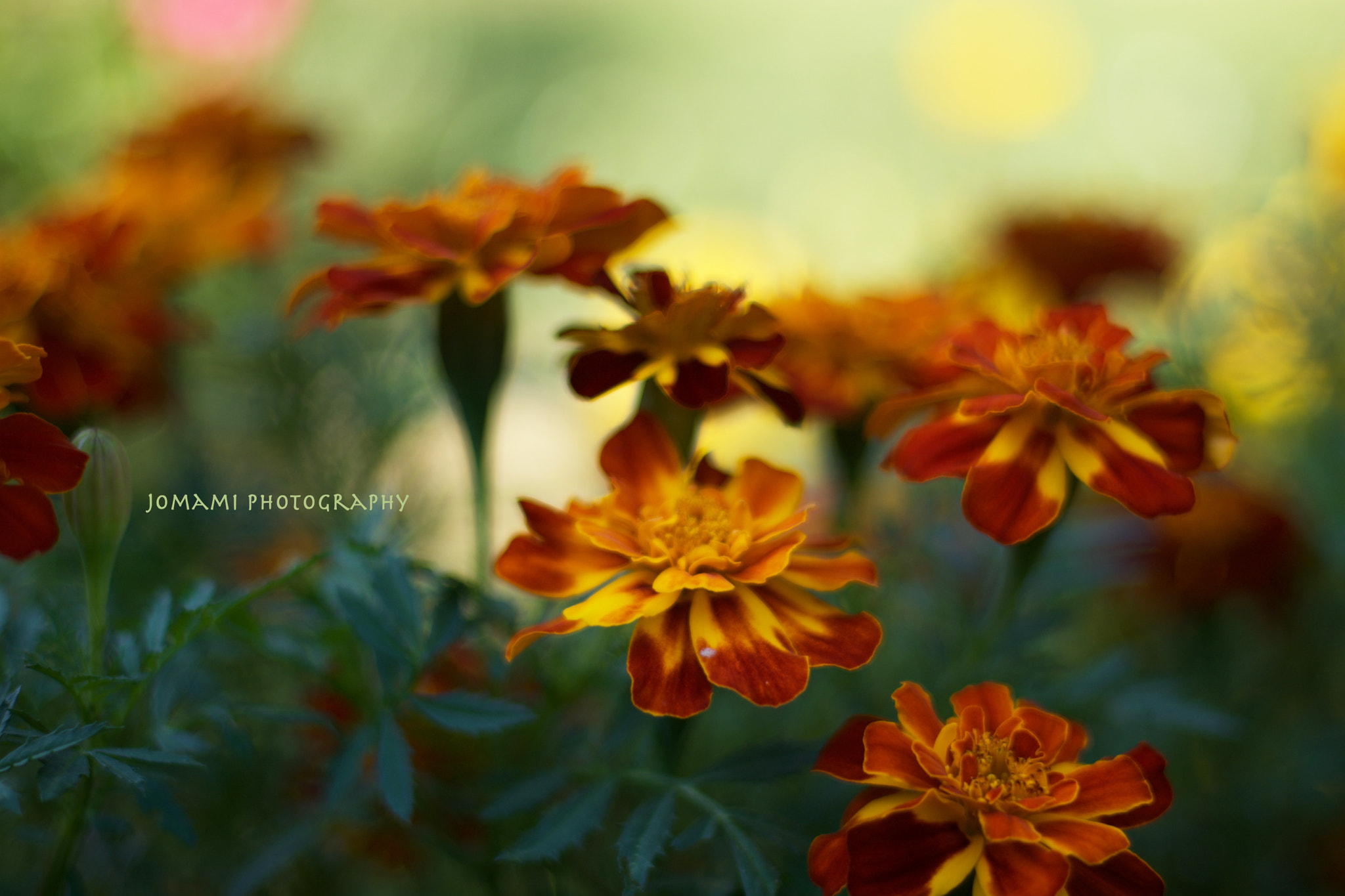 Nikon D7100 + AF Nikkor 50mm f/1.8 sample photo. Garden photography