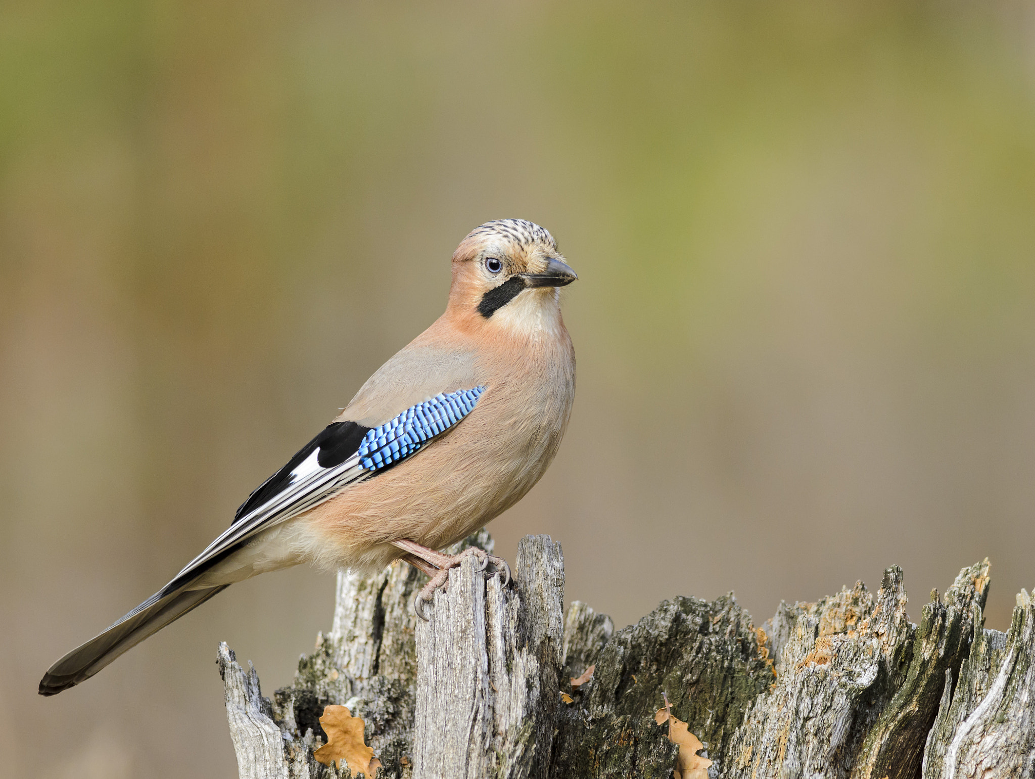 Nikon D7000 sample photo. Eurasian jay photography