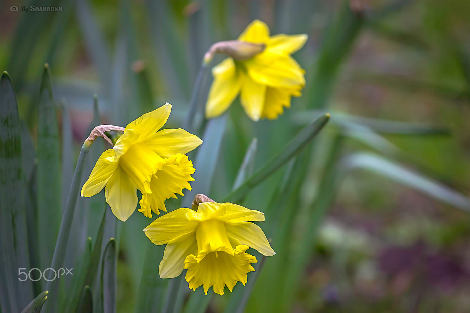 Canon EOS 600D (Rebel EOS T3i / EOS Kiss X5) + Canon EF 70-200mm F4L IS USM sample photo. Yellow nature photography
