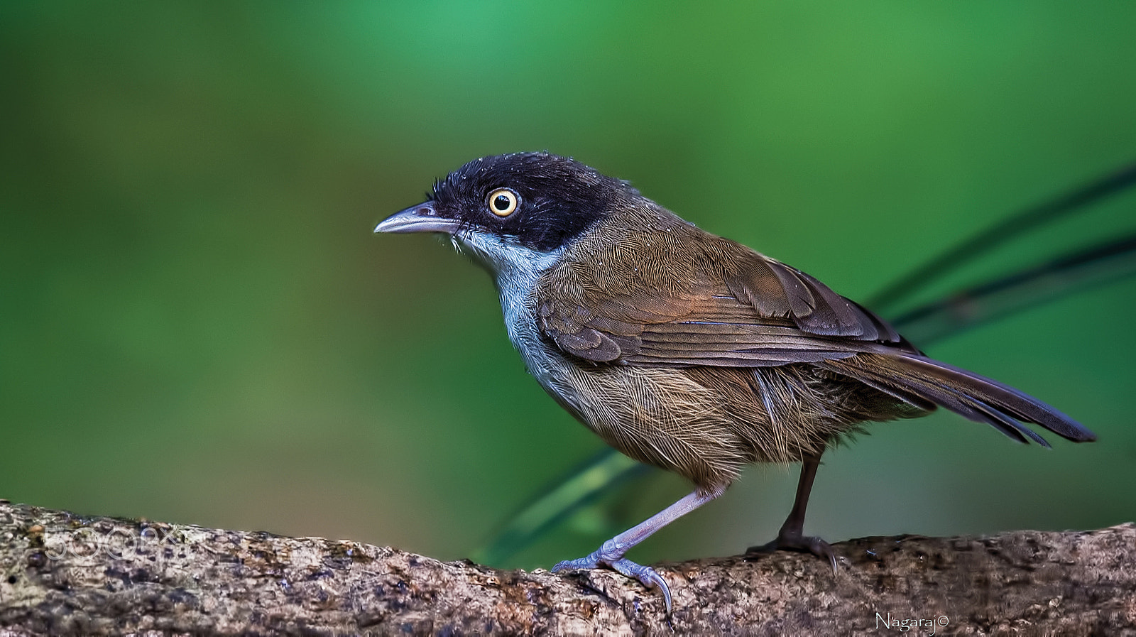 Nikon D4S + Nikon AF-S Nikkor 600mm F4E FL ED VR sample photo. Dark fronted babbler photography
