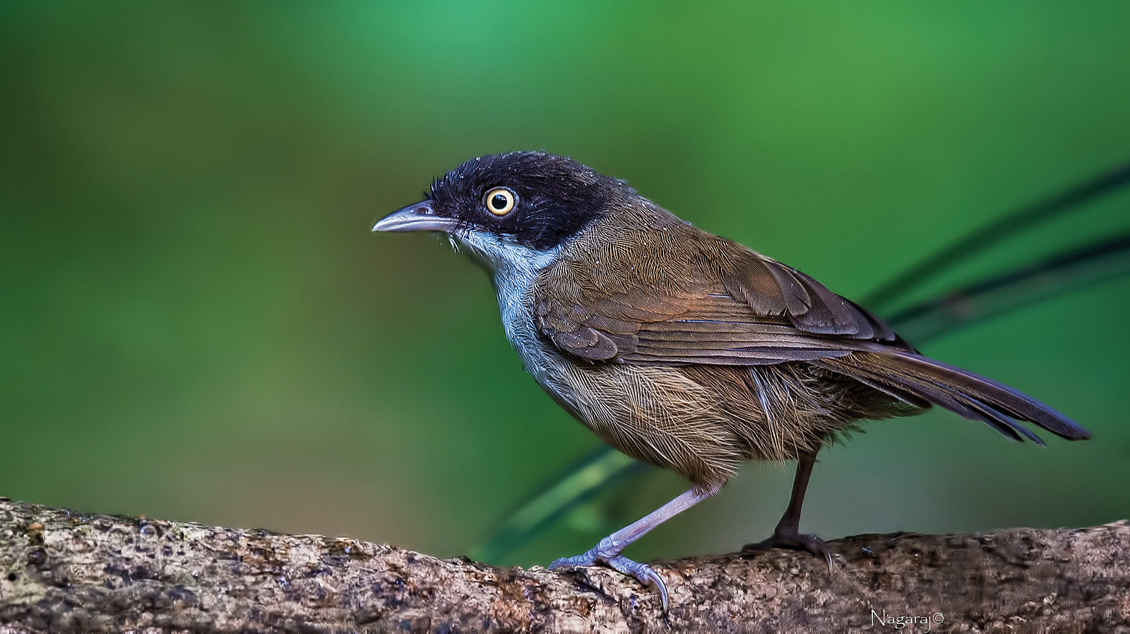Nikon AF-S Nikkor 600mm F4E FL ED VR sample photo. Dark fronted babbler photography