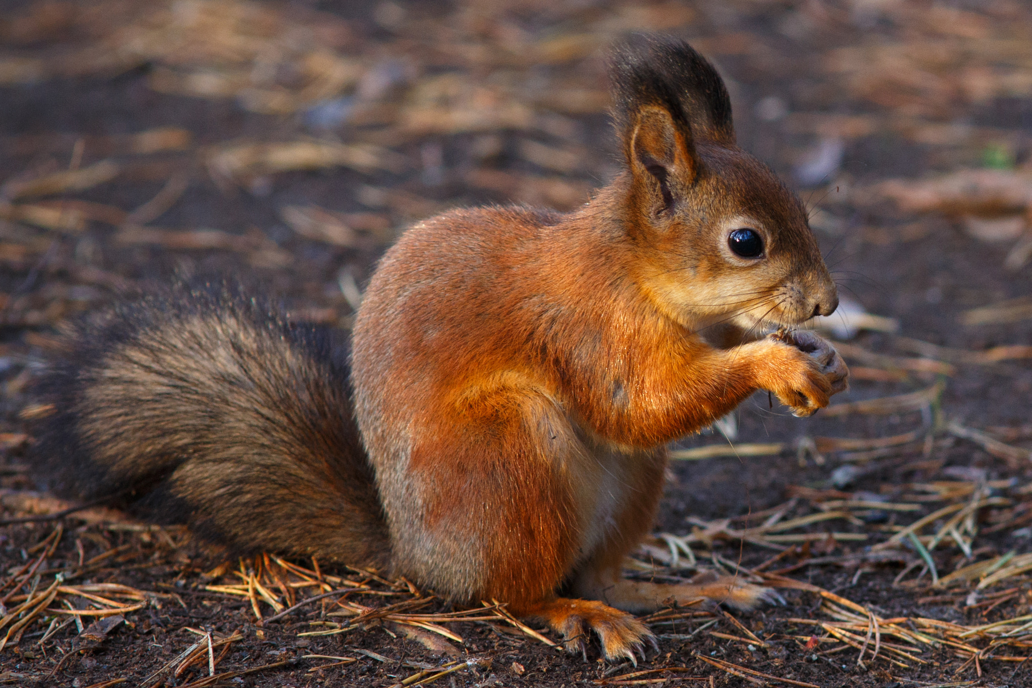 Canon EF 135mm F2.8 SF sample photo. Squirrel photography