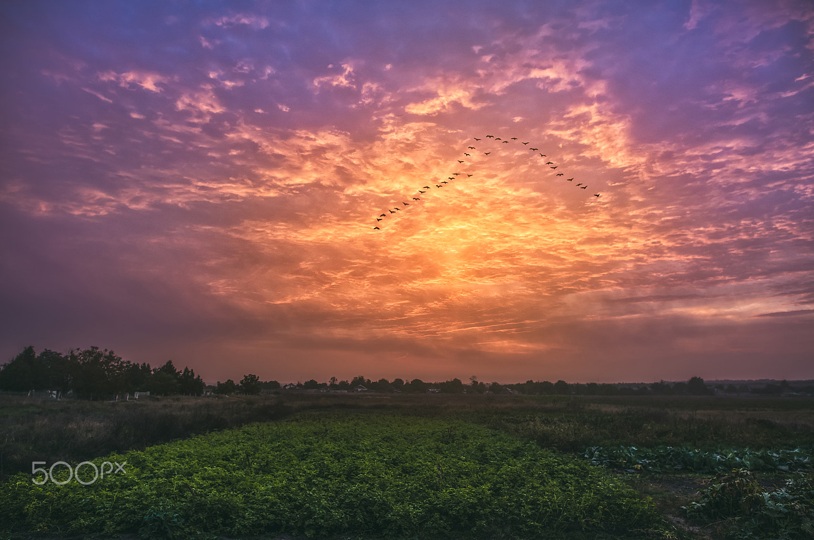 Nikon D810 + Nikon AF-S Nikkor 24mm F1.4G ED sample photo. Migratory birds.. photography