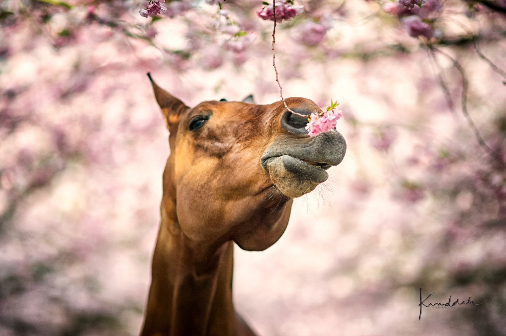 Nikon D3S + AF DC-Nikkor 135mm f/2D sample photo. Q in flower garden photography