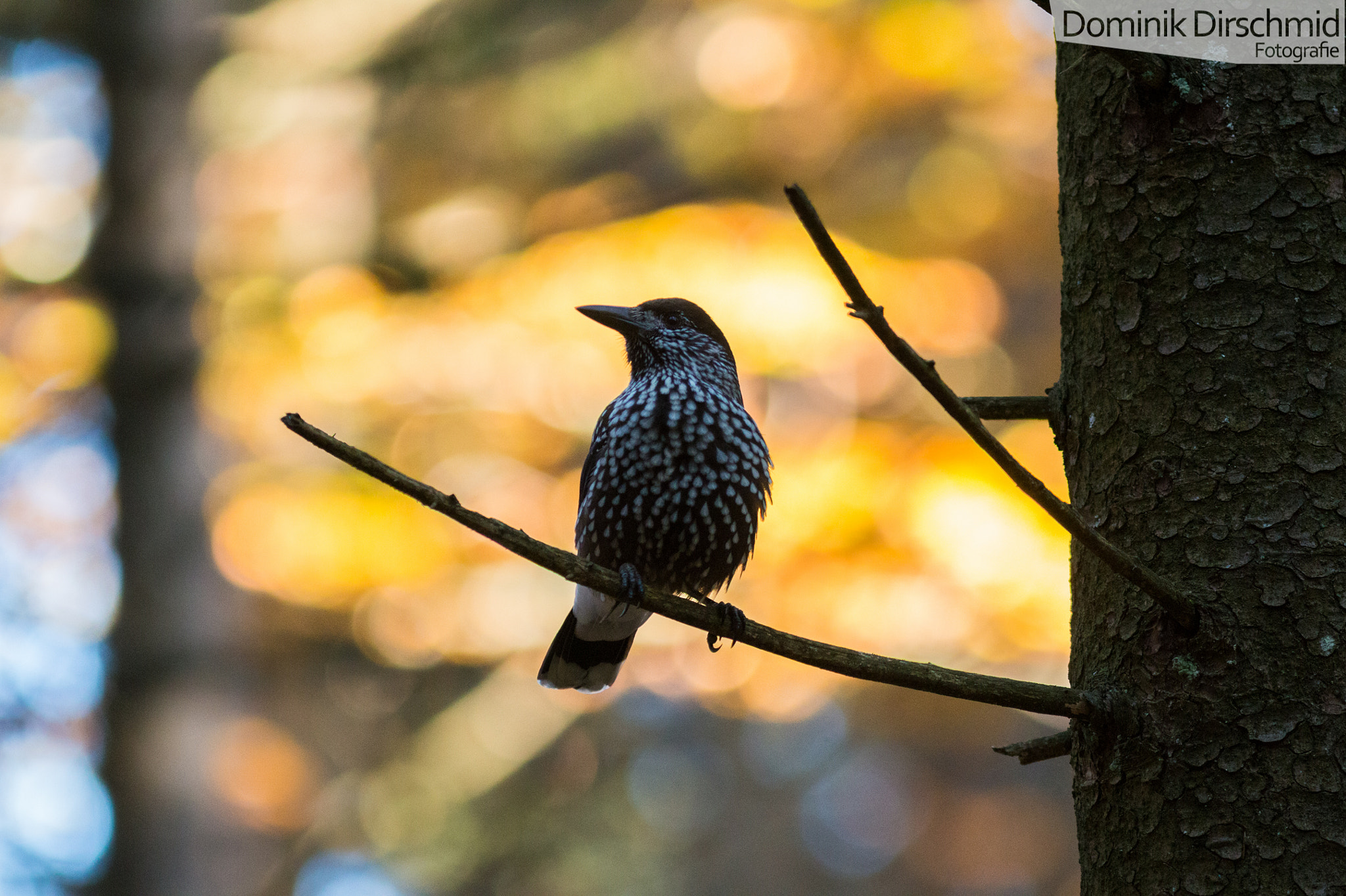 Canon EF 300mm F4L IS USM sample photo. Nutcracker photography
