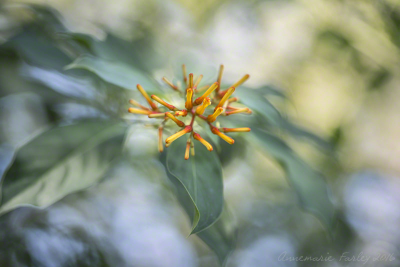 Sigma 105mm F2.8 EX DG Macro sample photo. Shimmering light photography