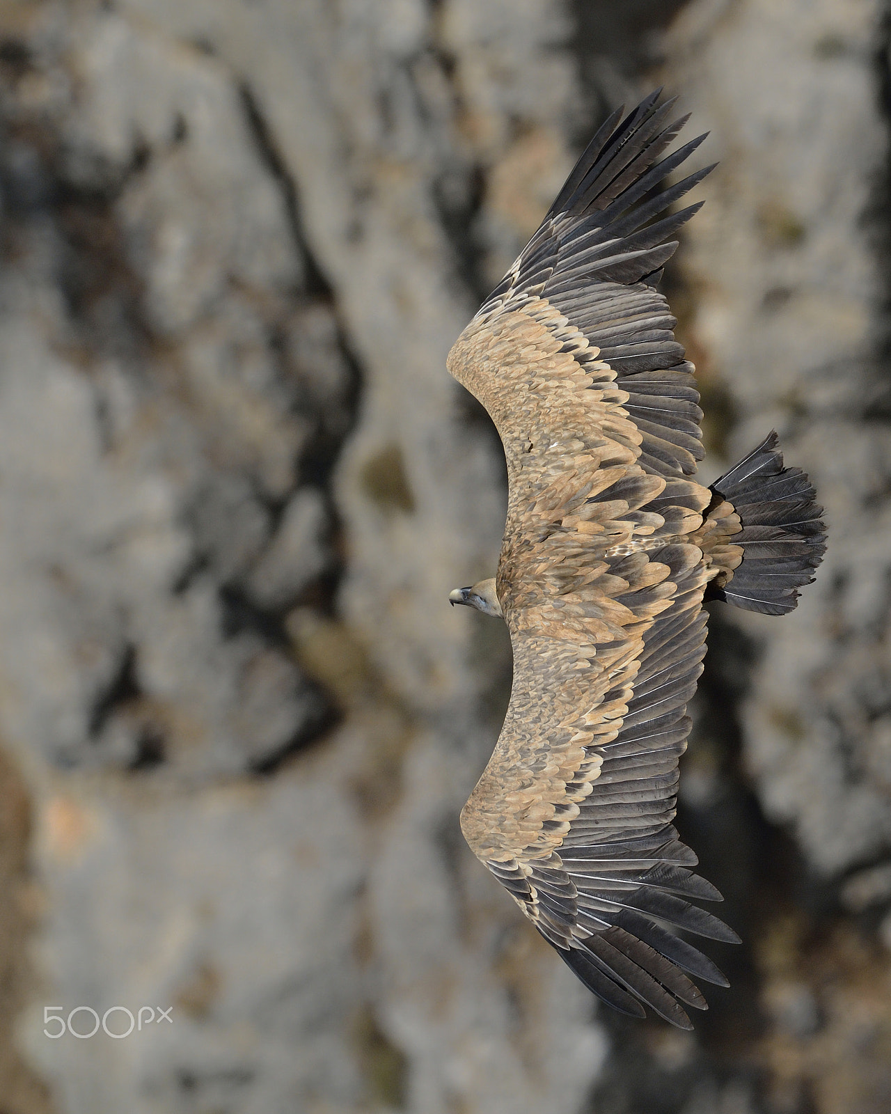 Nikon D7100 + Nikon AF-S Nikkor 500mm F4G ED VR sample photo. Turn your back photography