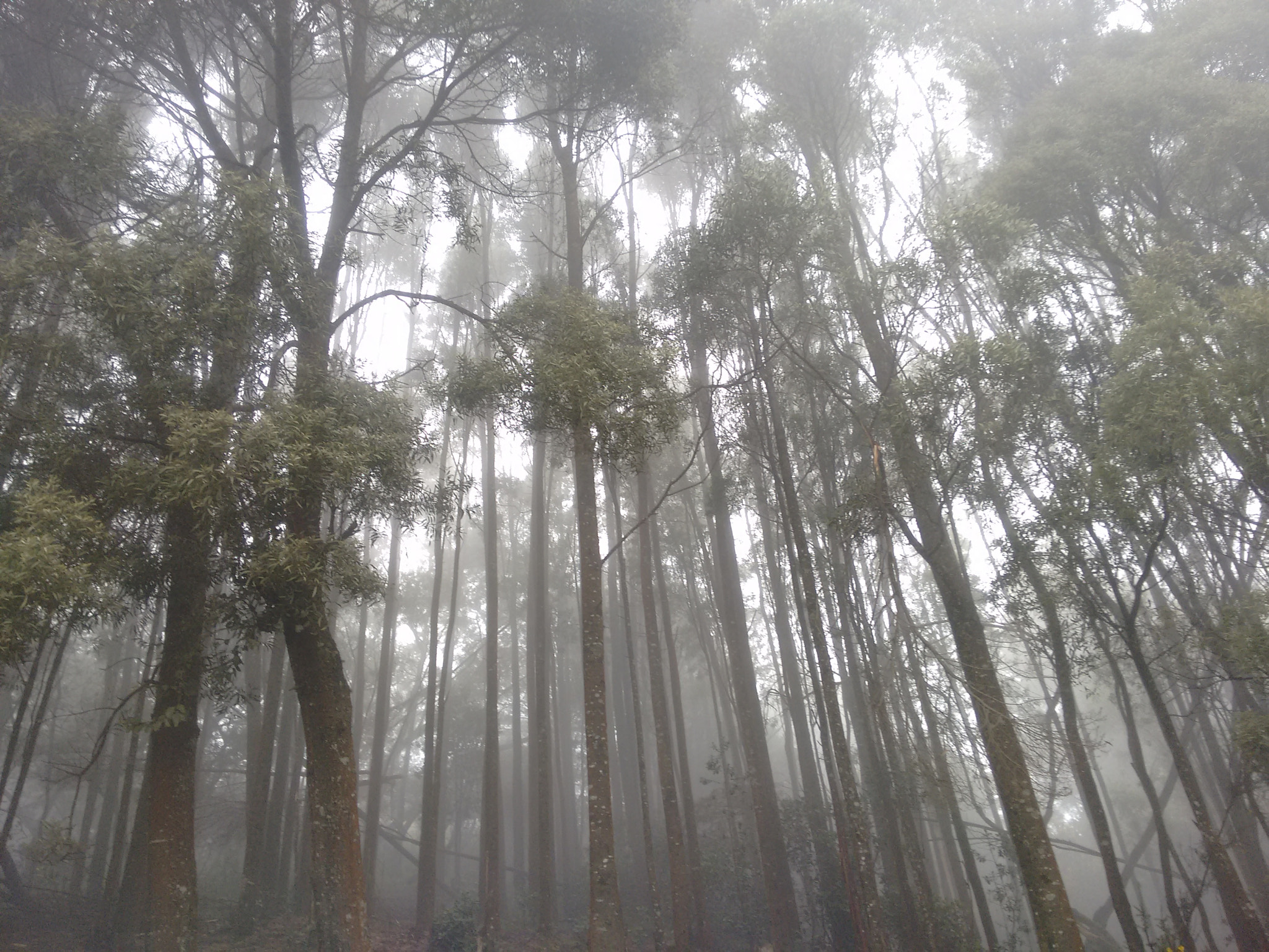 Motorola Moto G 2014 sample photo. Misty woods photography