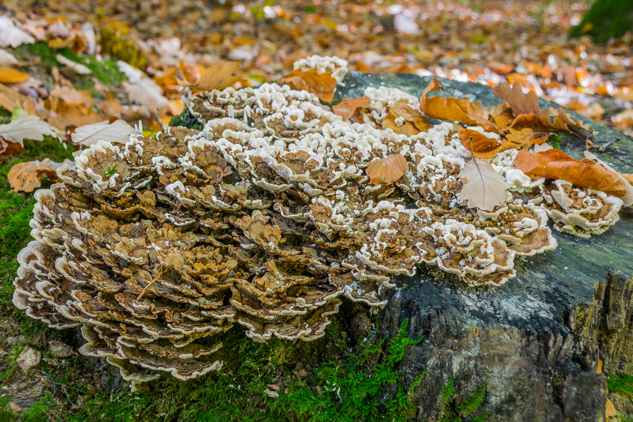 Sigma 18-250mm F3.5-6.3 DC Macro OS HSM sample photo. Waldpilz 5 photography