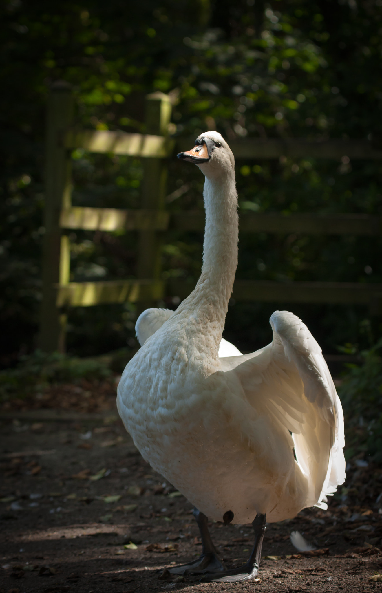 Canon EOS 40D + Sigma 100-300mm f/4 sample photo. Sunlit swan photography
