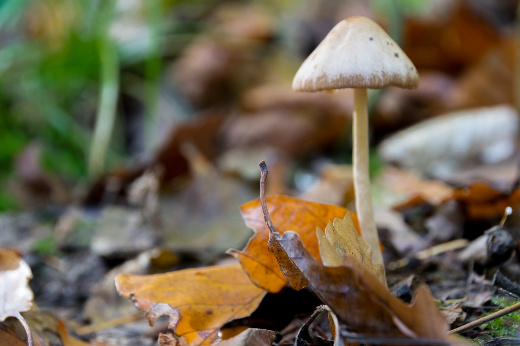 Sigma 18-250mm F3.5-6.3 DC Macro OS HSM sample photo. Waldpilz 7 photography