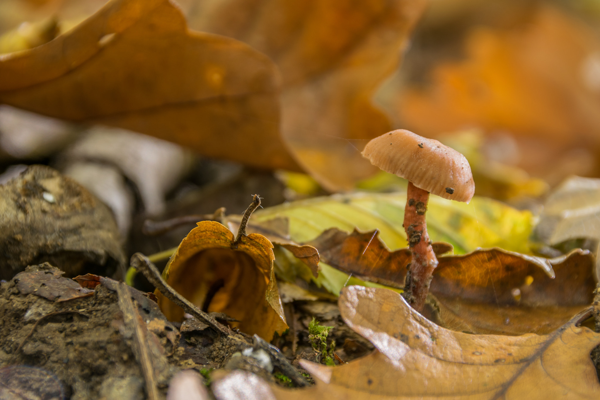 Sigma 18-250mm F3.5-6.3 DC Macro OS HSM sample photo. Waldpilz 9 photography
