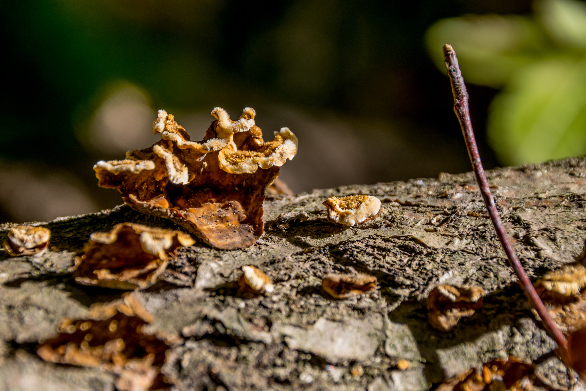 Sigma 18-250mm F3.5-6.3 DC Macro OS HSM sample photo. Waldpilz 10 photography
