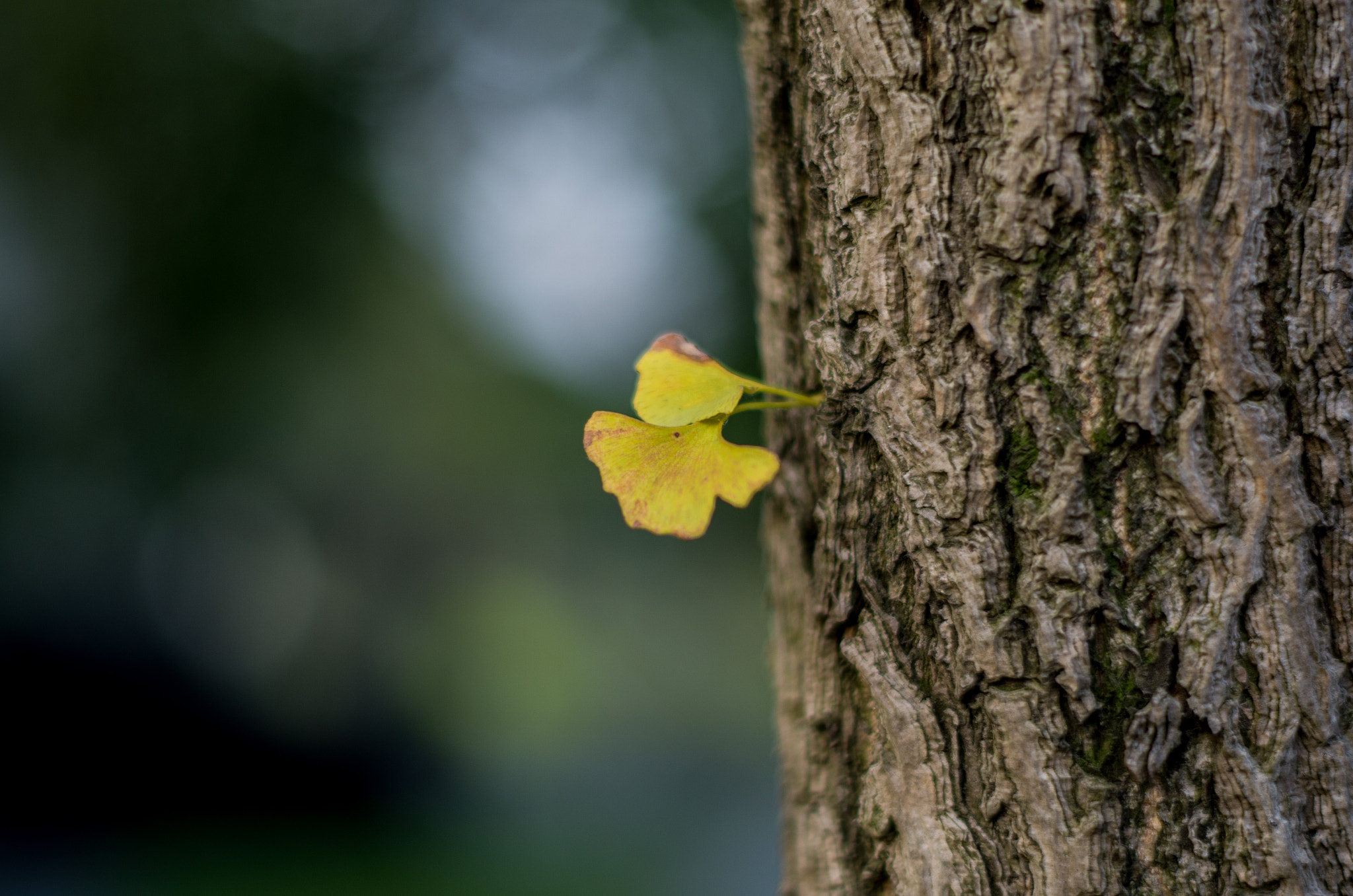 Pentax K-50 + Pentax smc DA 50mm F1.8 sample photo. 银杏叶 photography