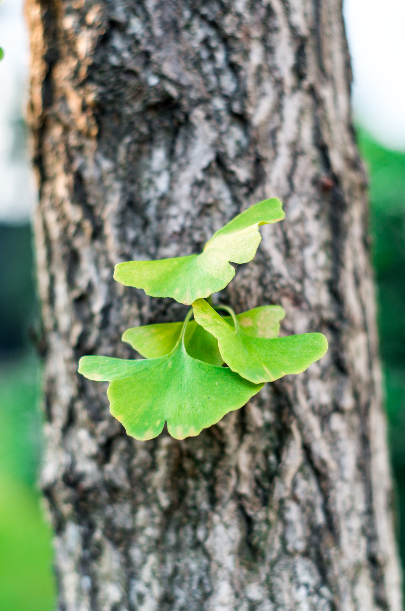 Pentax K-50 + Pentax smc DA 50mm F1.8 sample photo. 银杏叶 photography