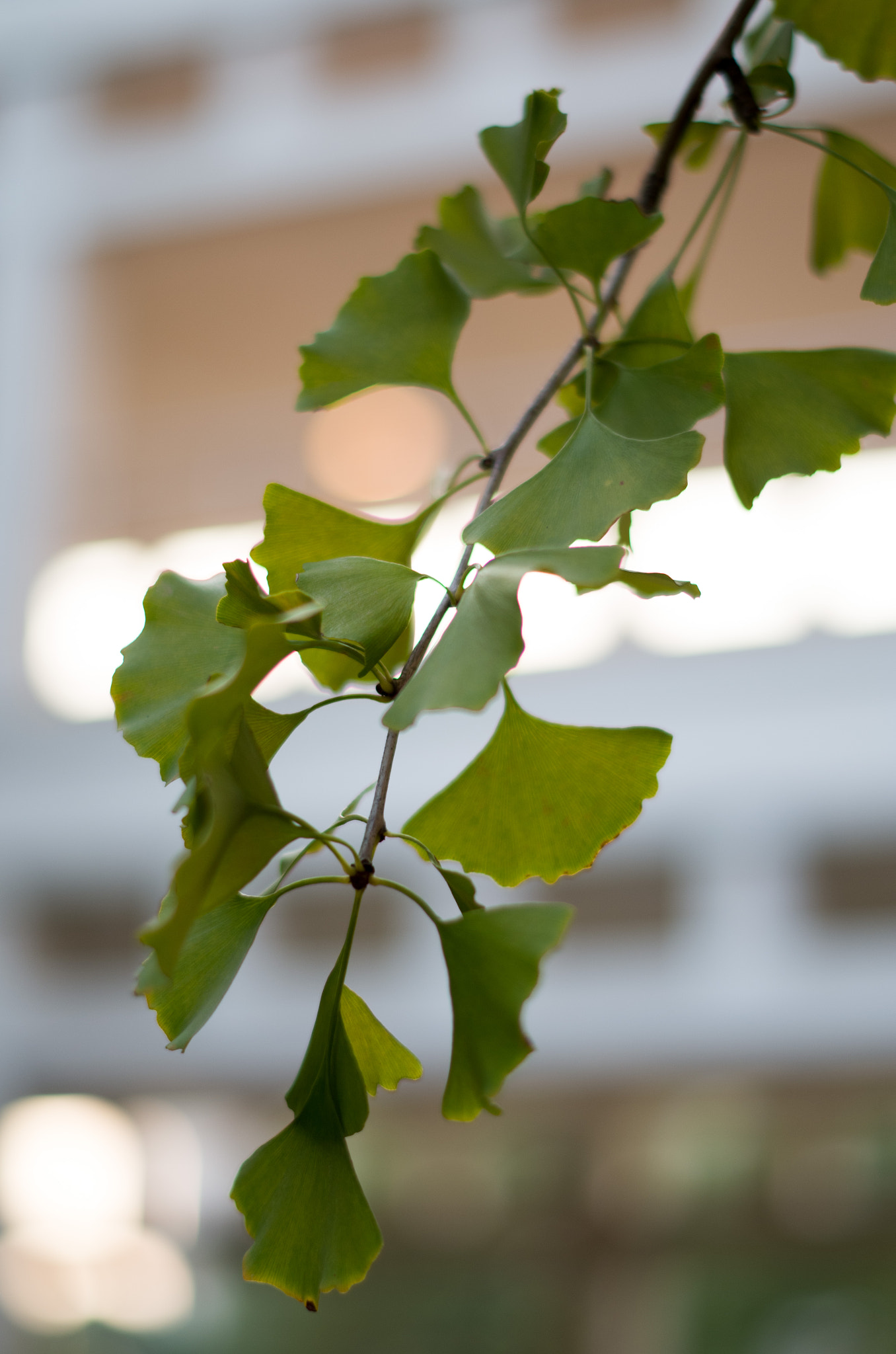 Pentax K-50 + Pentax smc DA 50mm F1.8 sample photo. 银杏叶 photography