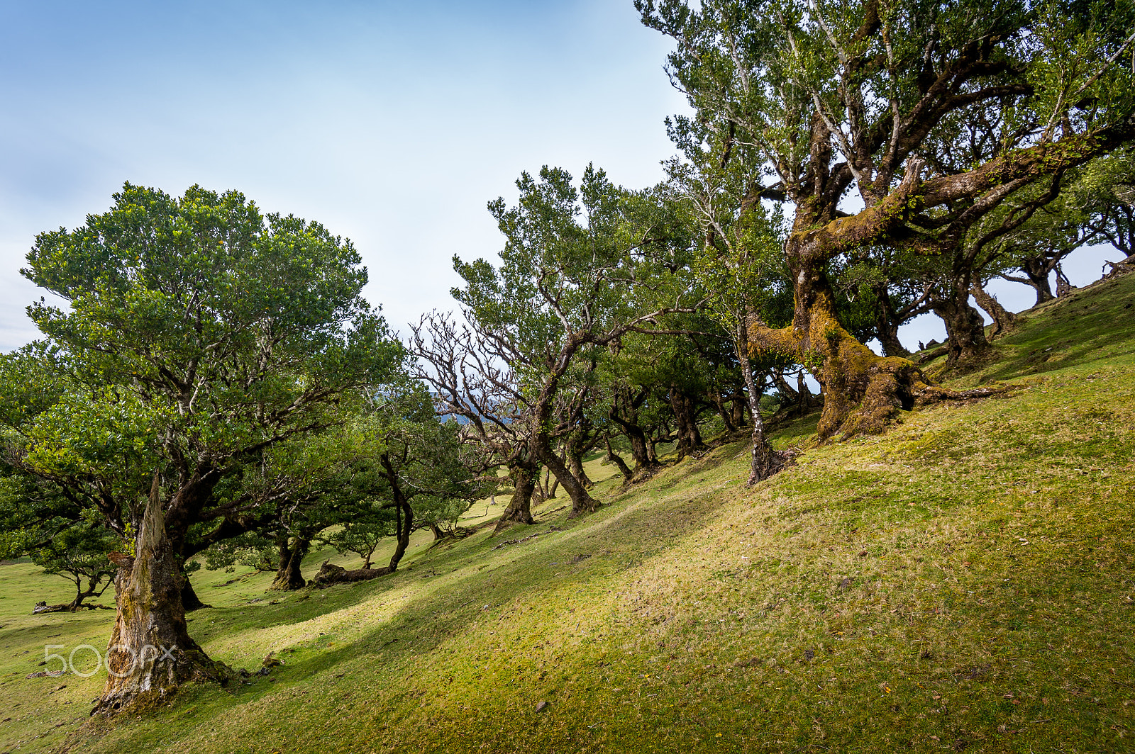 Nikon D3S sample photo. Old angled trees of fanal virgin forest, madeira island photography