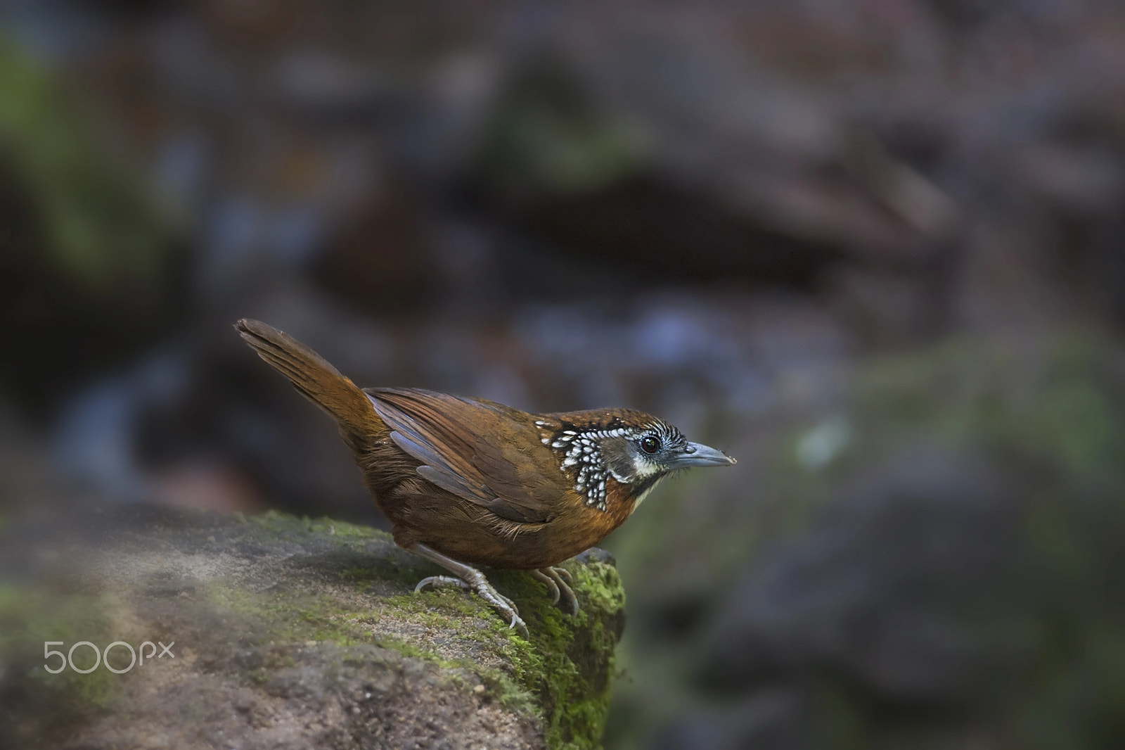 Nikon AF-S Nikkor 300mm F4D ED-IF sample photo. Spot-necked babbler photography