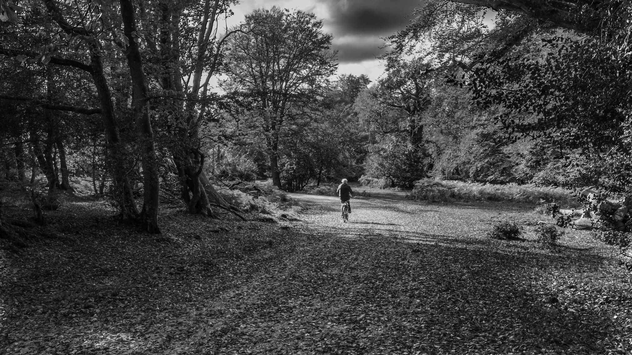 Canon EOS 750D (EOS Rebel T6i / EOS Kiss X8i) sample photo. Riding through the forest photography