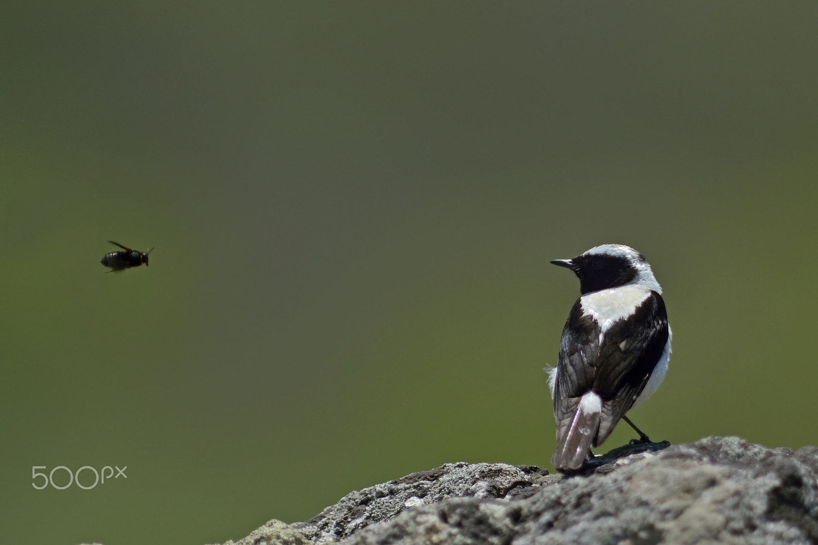 Sigma 300mm F2.8 APO EX DG HSM sample photo. Encounter photography