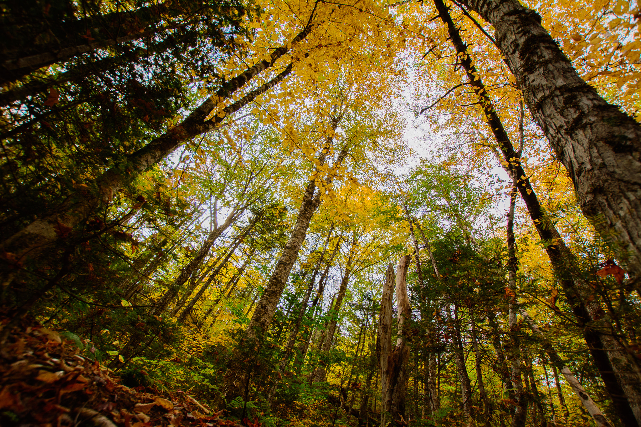 Nikon D5200 + Sigma 10-20mm F3.5 EX DC HSM sample photo. Looking up photography