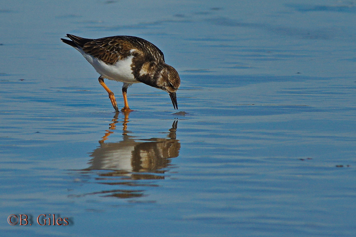 Pentax smc DA* 60-250mm F4.0 ED (IF) SDM sample photo. Winter turnstone photography