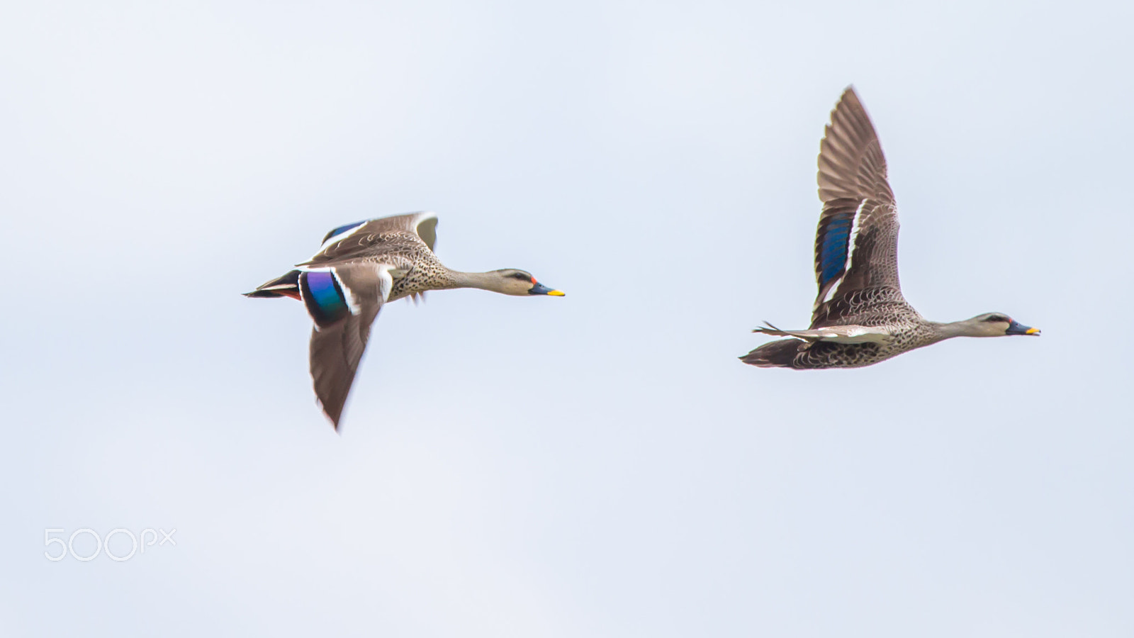 150-600mm F5-6.3 DG OS HSM | Contemporary 015 sample photo. Img photography