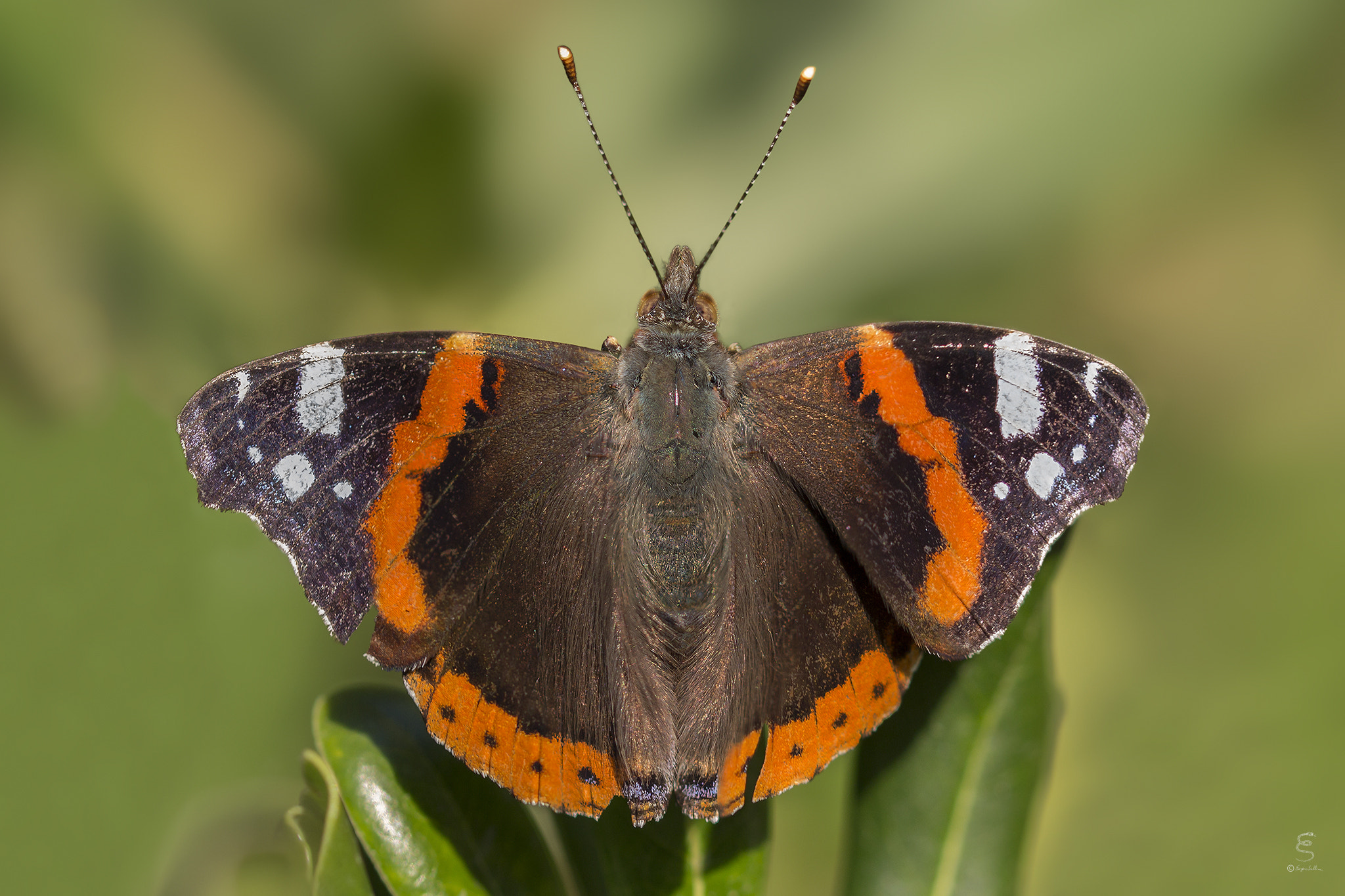 Sigma 105mm F2.8 EX DG OS HSM sample photo. Vanessa atalanta photography
