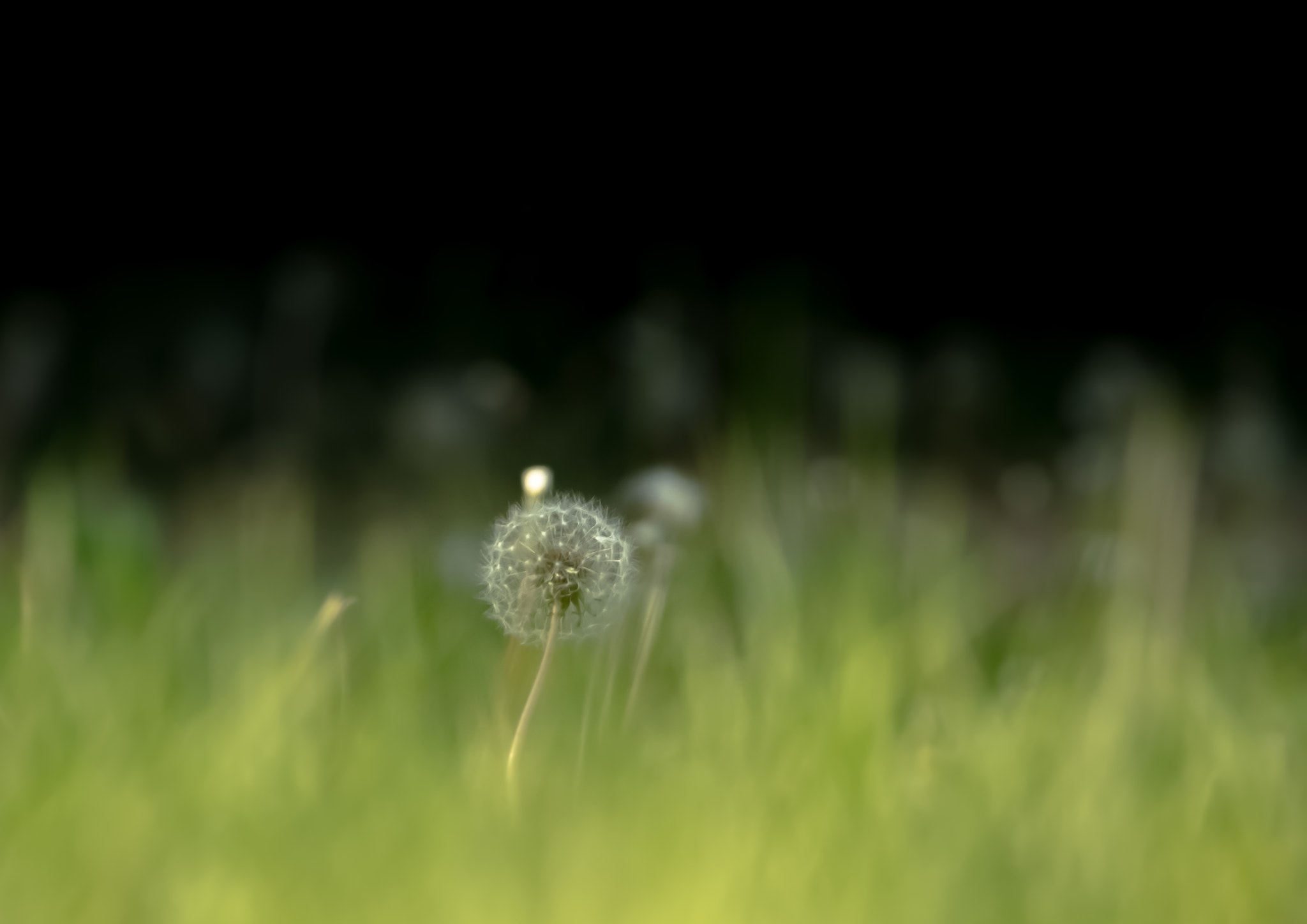 Canon EOS 100D (EOS Rebel SL1 / EOS Kiss X7) sample photo. Dande lion photography