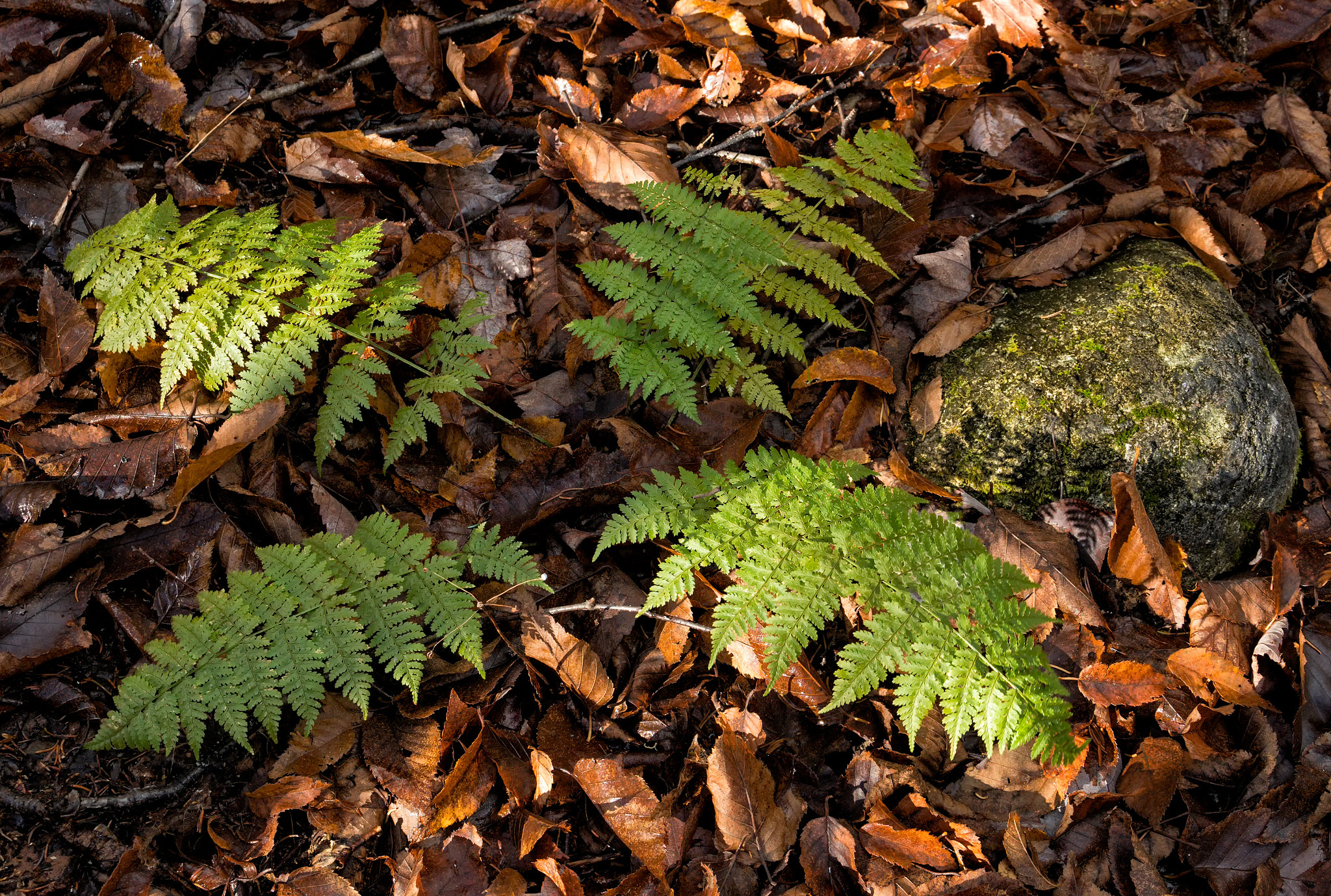 Sony E 18-200mm F3.5-6.3 OSS sample photo. 'four & more' photography