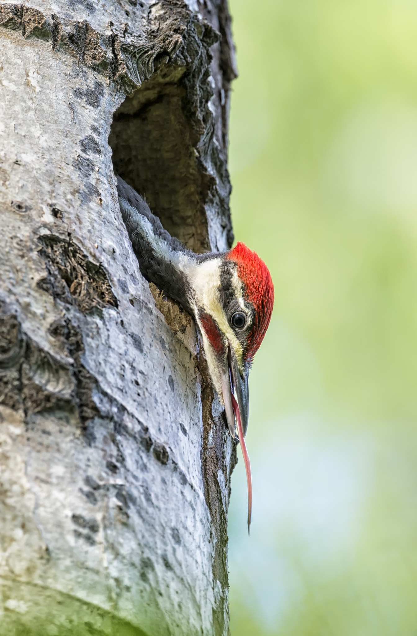 Nikon D4 + Nikon AF-S Nikkor 600mm F4G ED VR sample photo. Exploring... photography
