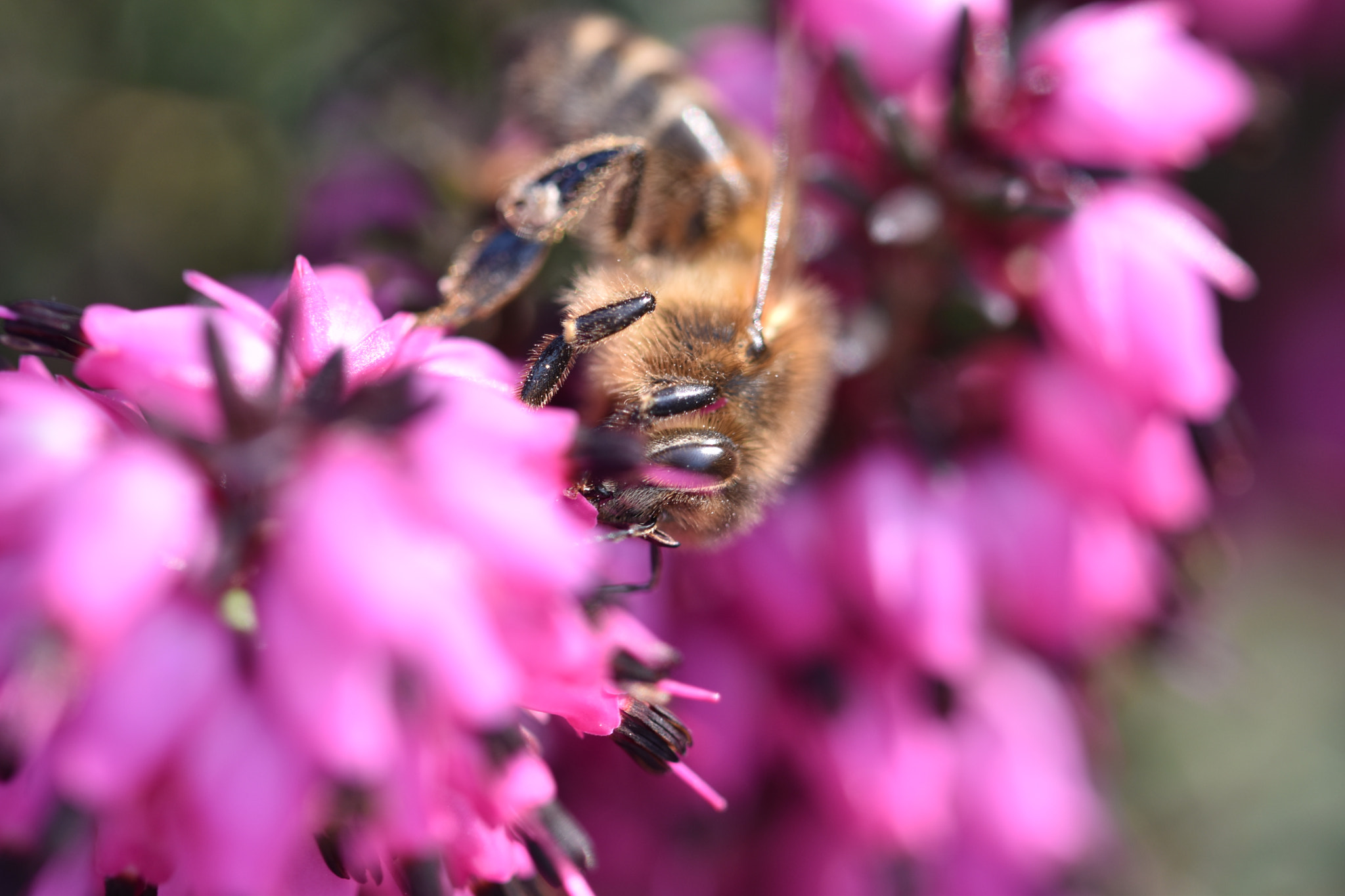 Nikon D5500 + Tamron SP 90mm F2.8 Di VC USD 1:1 Macro (F004) sample photo. Bee gathering pollen photography
